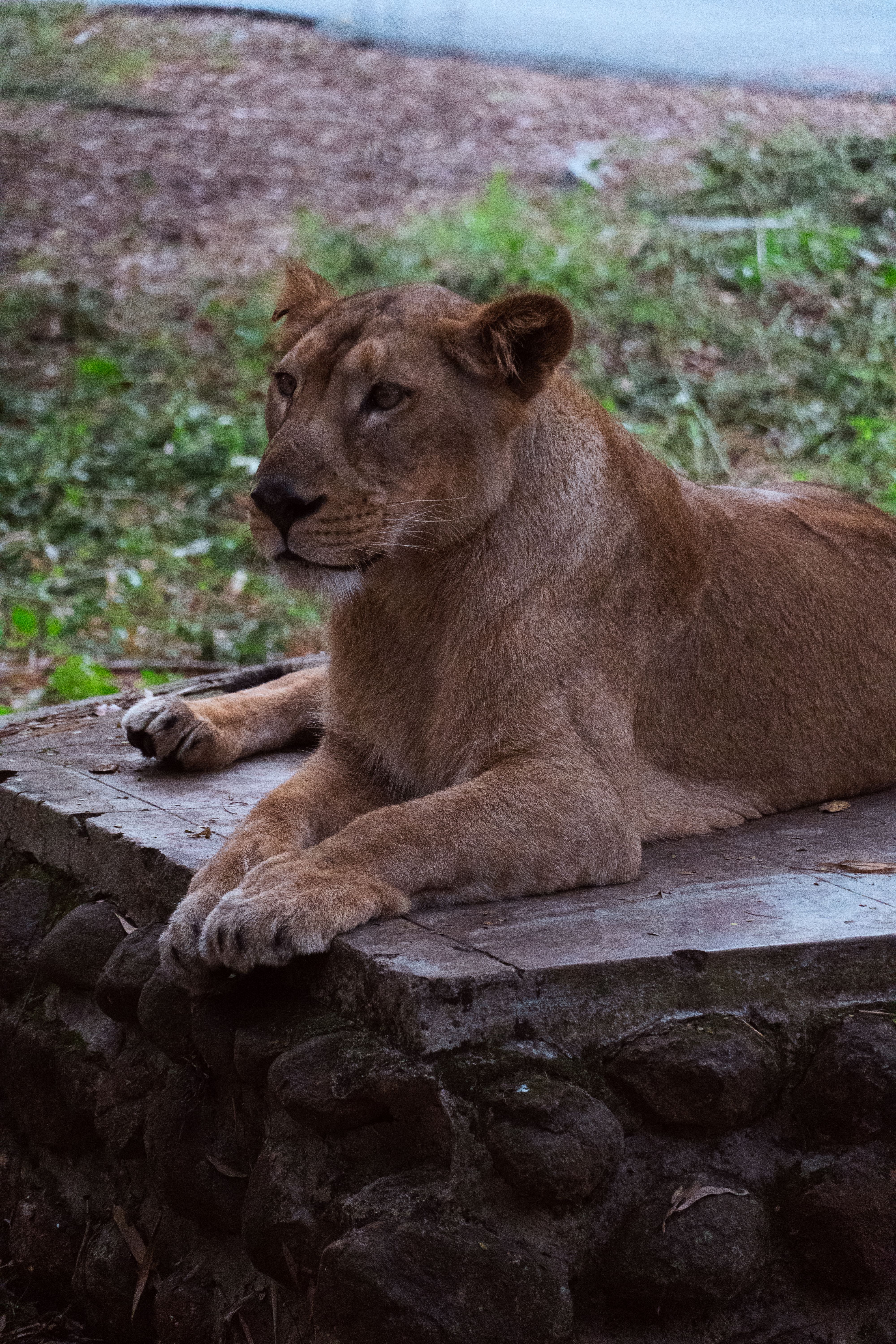 A serene lioness resting on a stone platform, showcasing wildlife elegance.