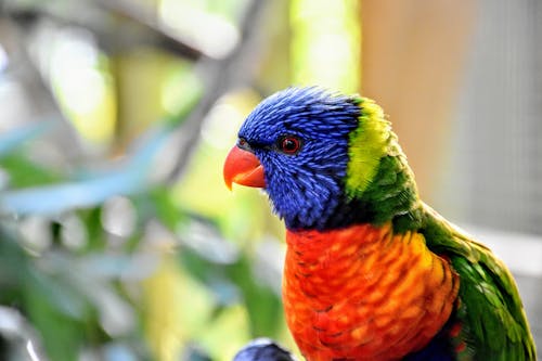 Kostnadsfri bild av färgrik, papegoja