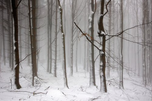 Thick Fog Grips Tennessee As Sunday Night Chill Approaches