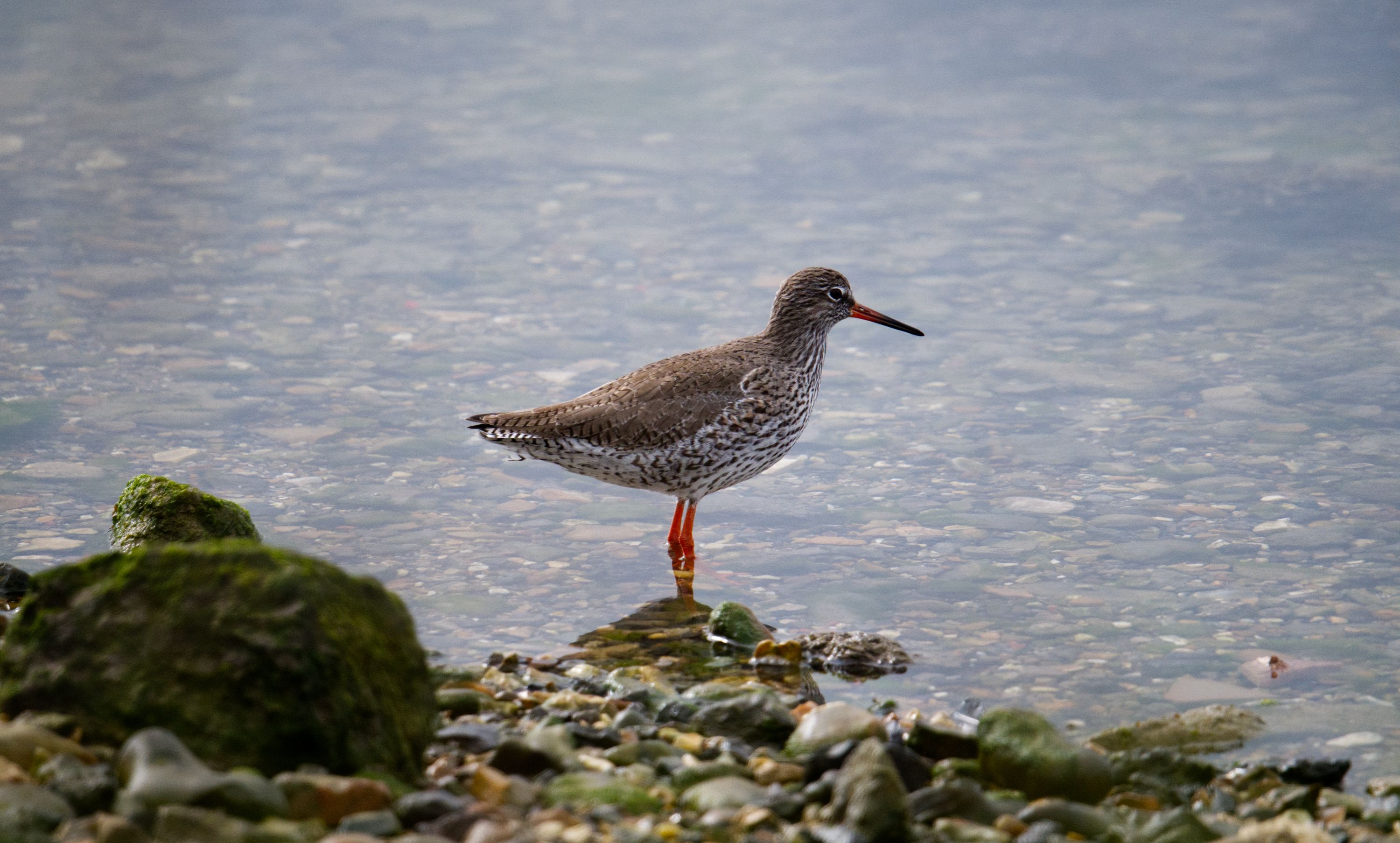 Common Redshank in its Natural Habitat · Free Stock Photo