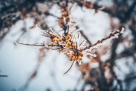 Frosted Tree Branch