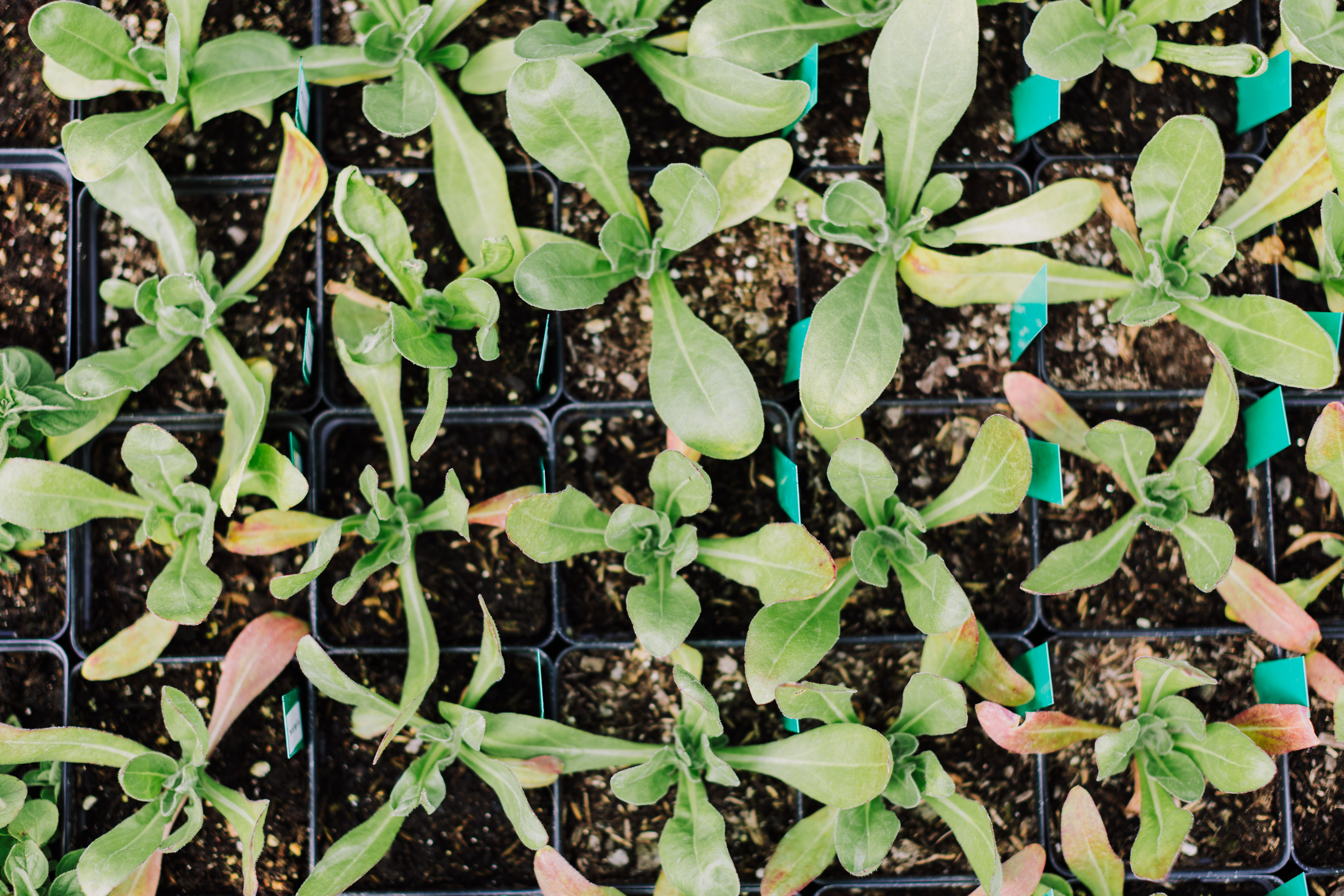 Young Green Plant Seedlings in Growing Trays · Free Stock Photo