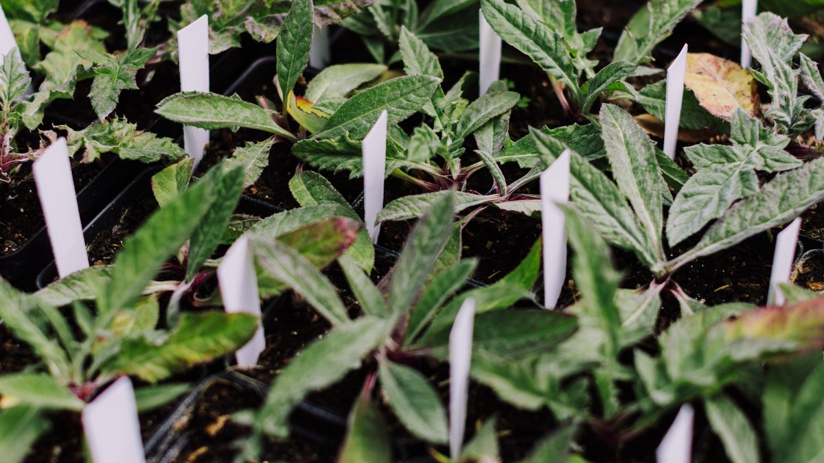 Calendrier des semis de légumes dautomne : ce quil faut planter en juillet