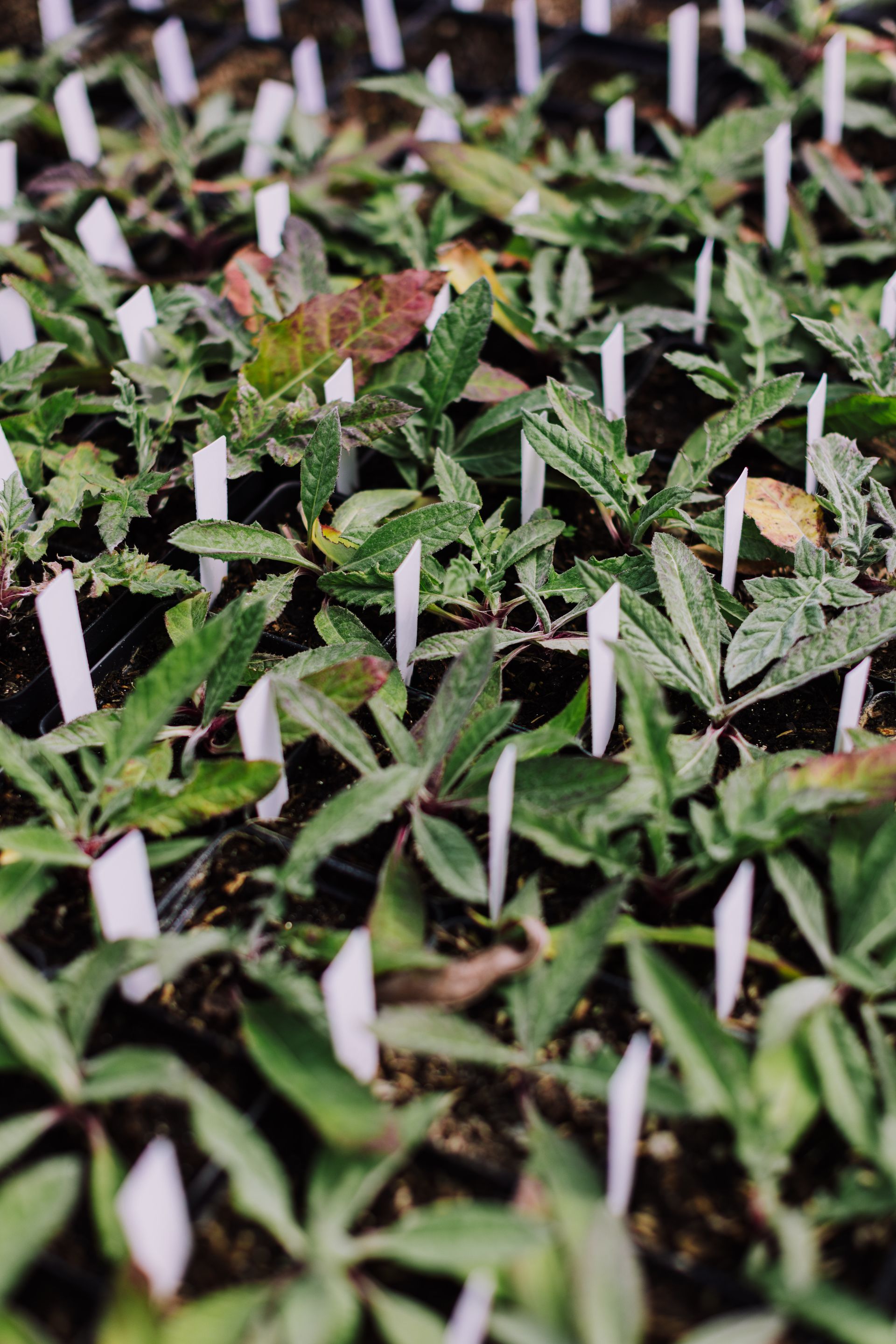 Young seedlings in nursery trays