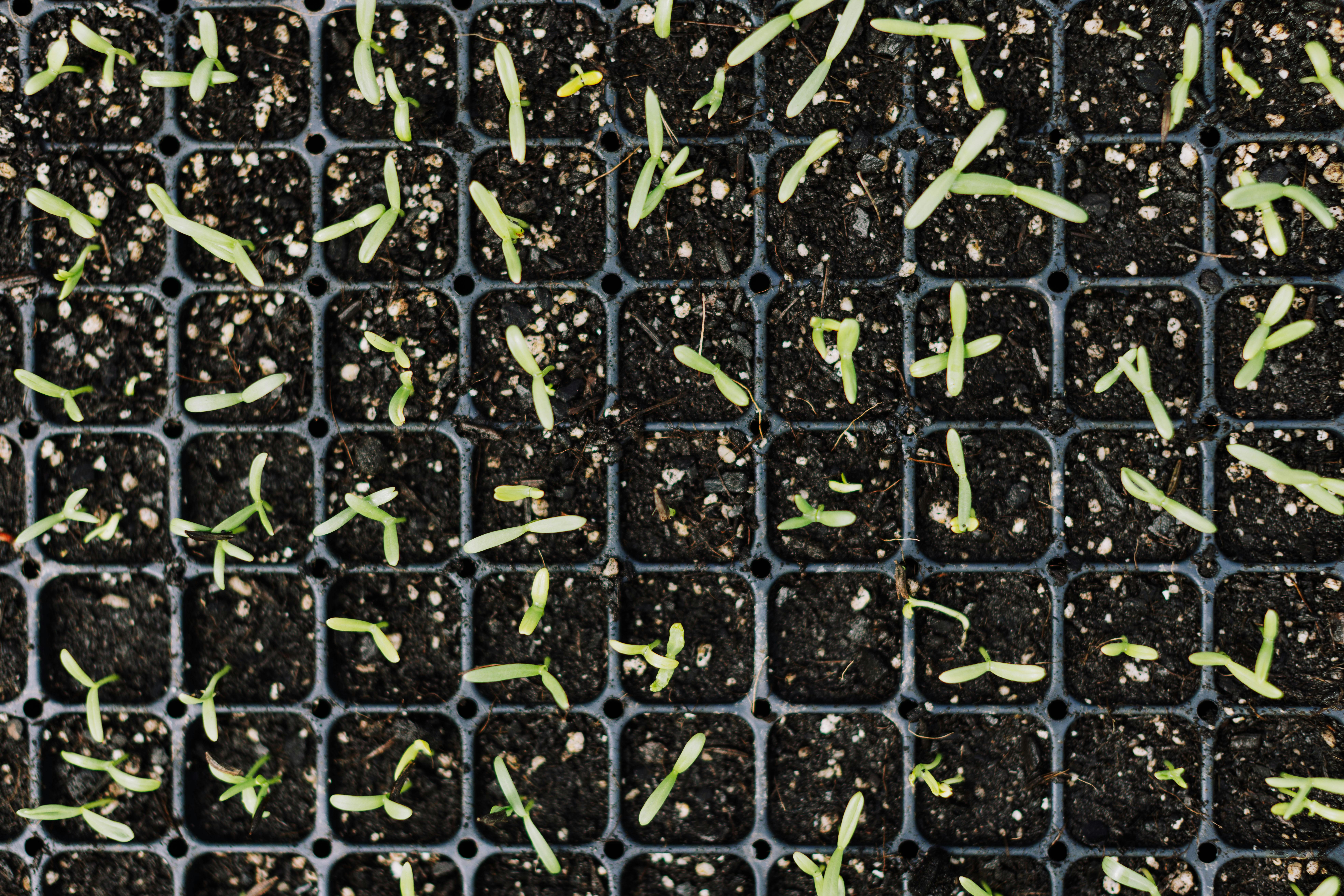 Top view of young green seedlings growing in black planting trays for gardening.