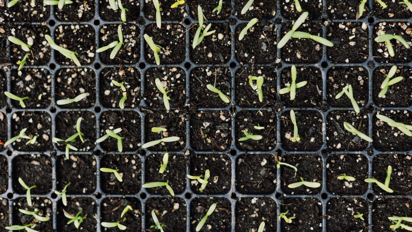 Hydroponic vs. Soil Seed Starting: Which Wins for Beginners?