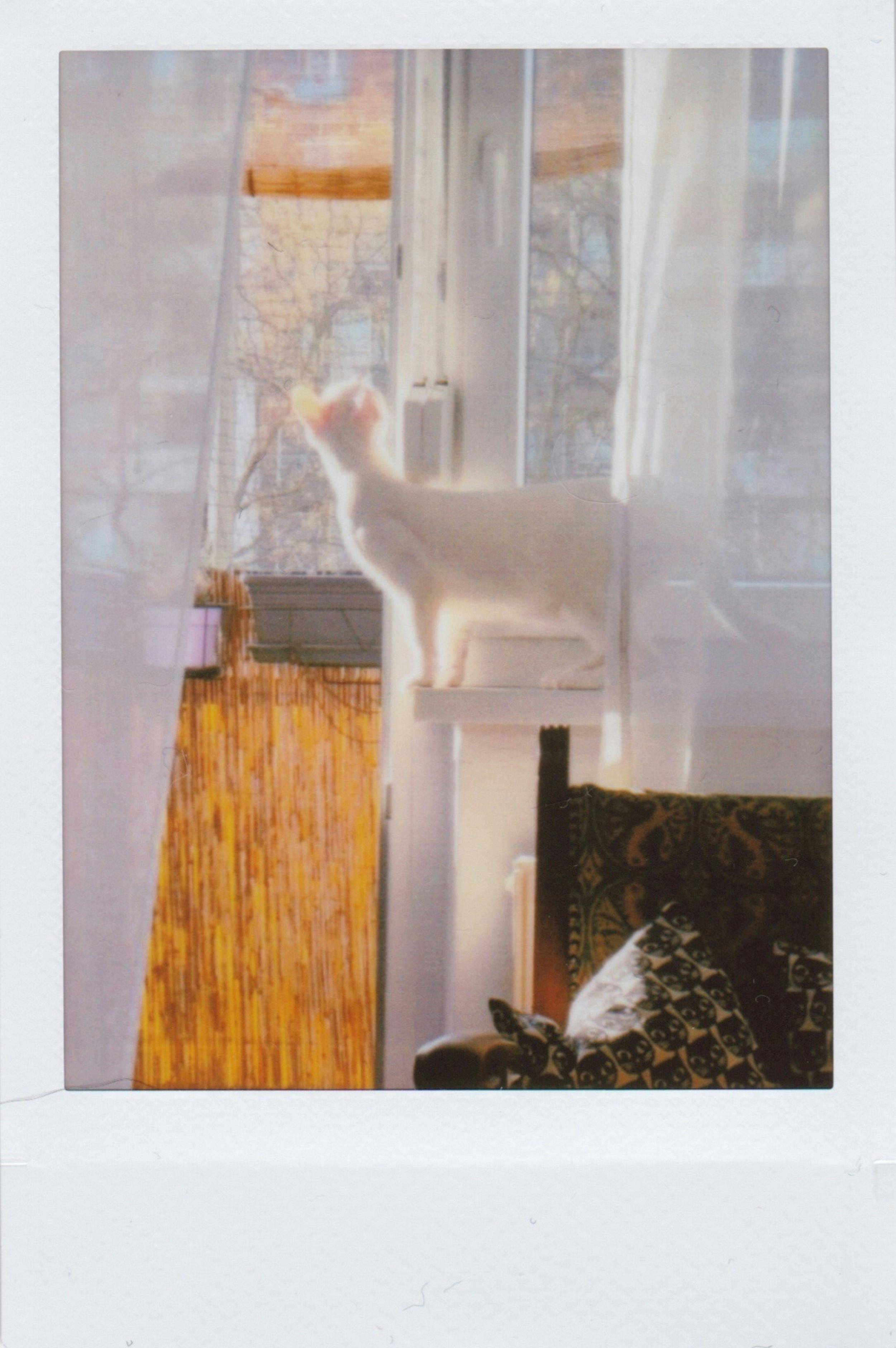 A white cat curiously looks outside through a window, bathed in warm sunlight.