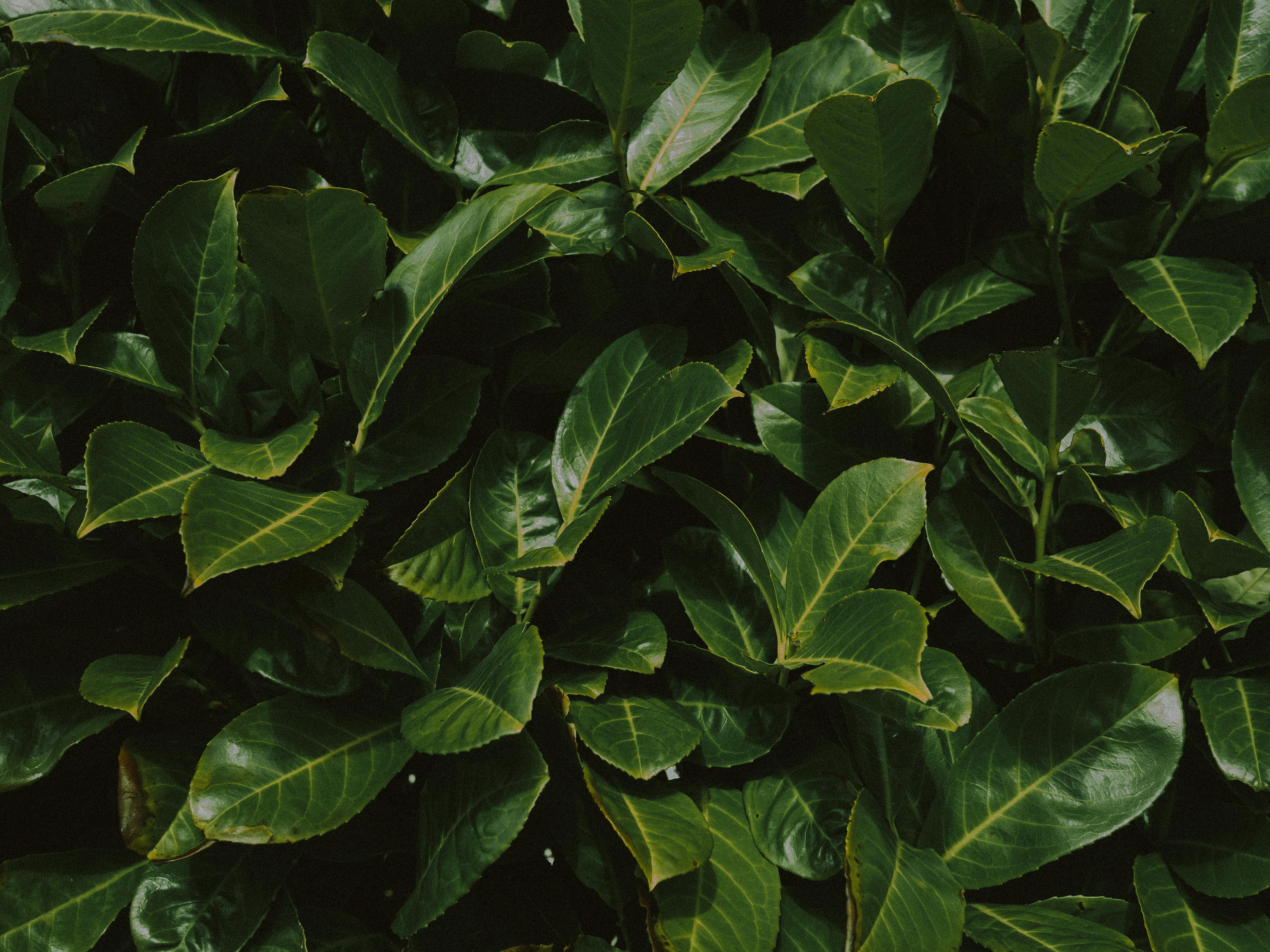 Detailed view of lush green leaves forming a natural background.