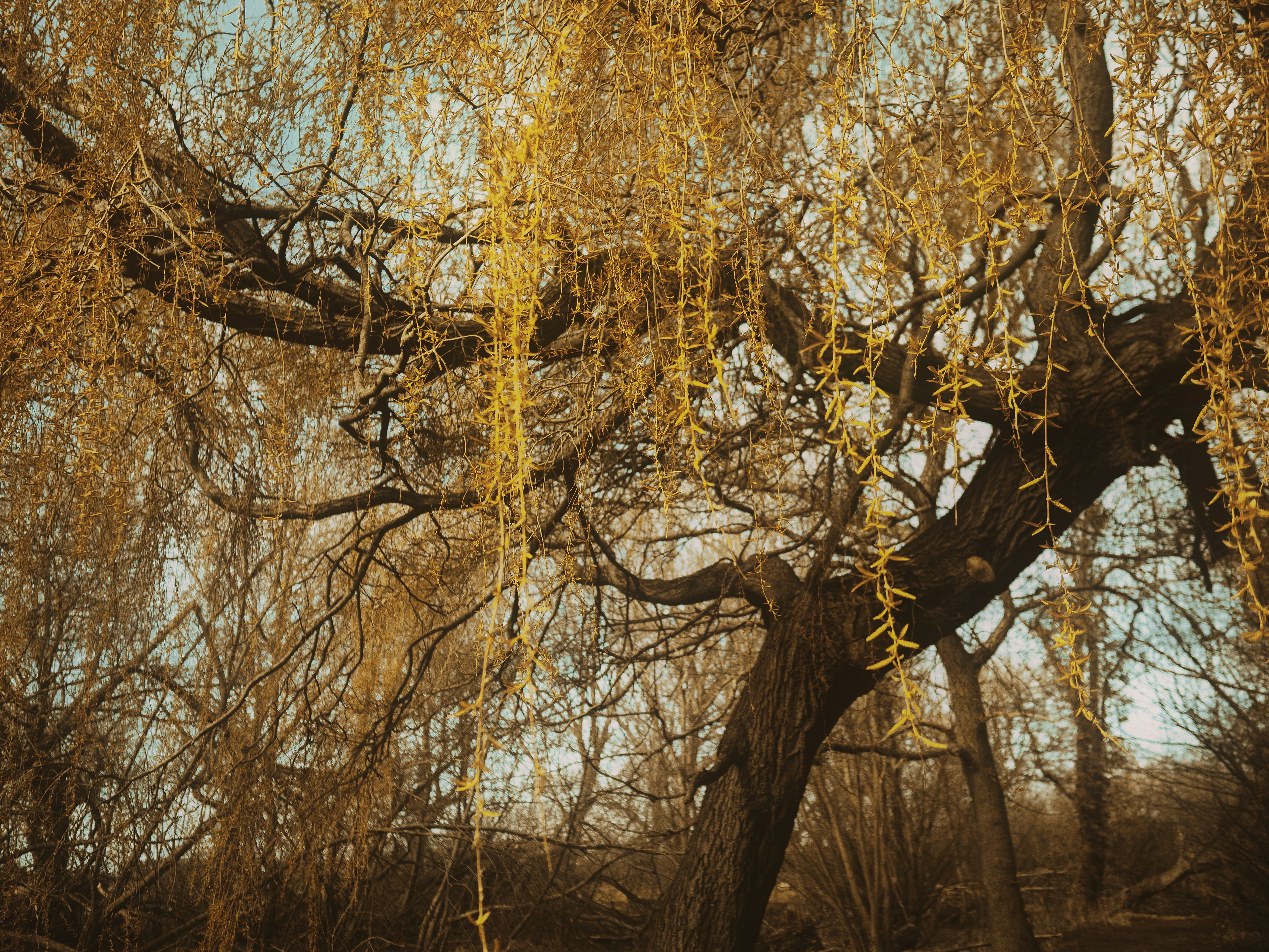 Golden Willow Tree Branches in Autumn Light · Free Stock Photo