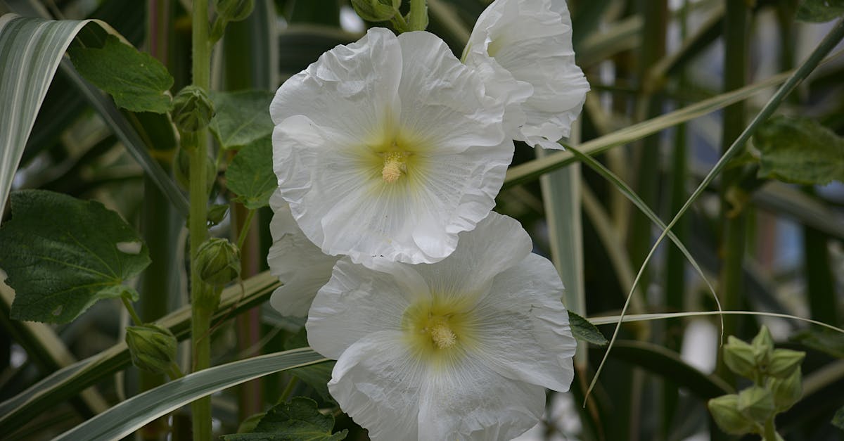 Free stock photo of botanique, fleurs, fleurs blanches