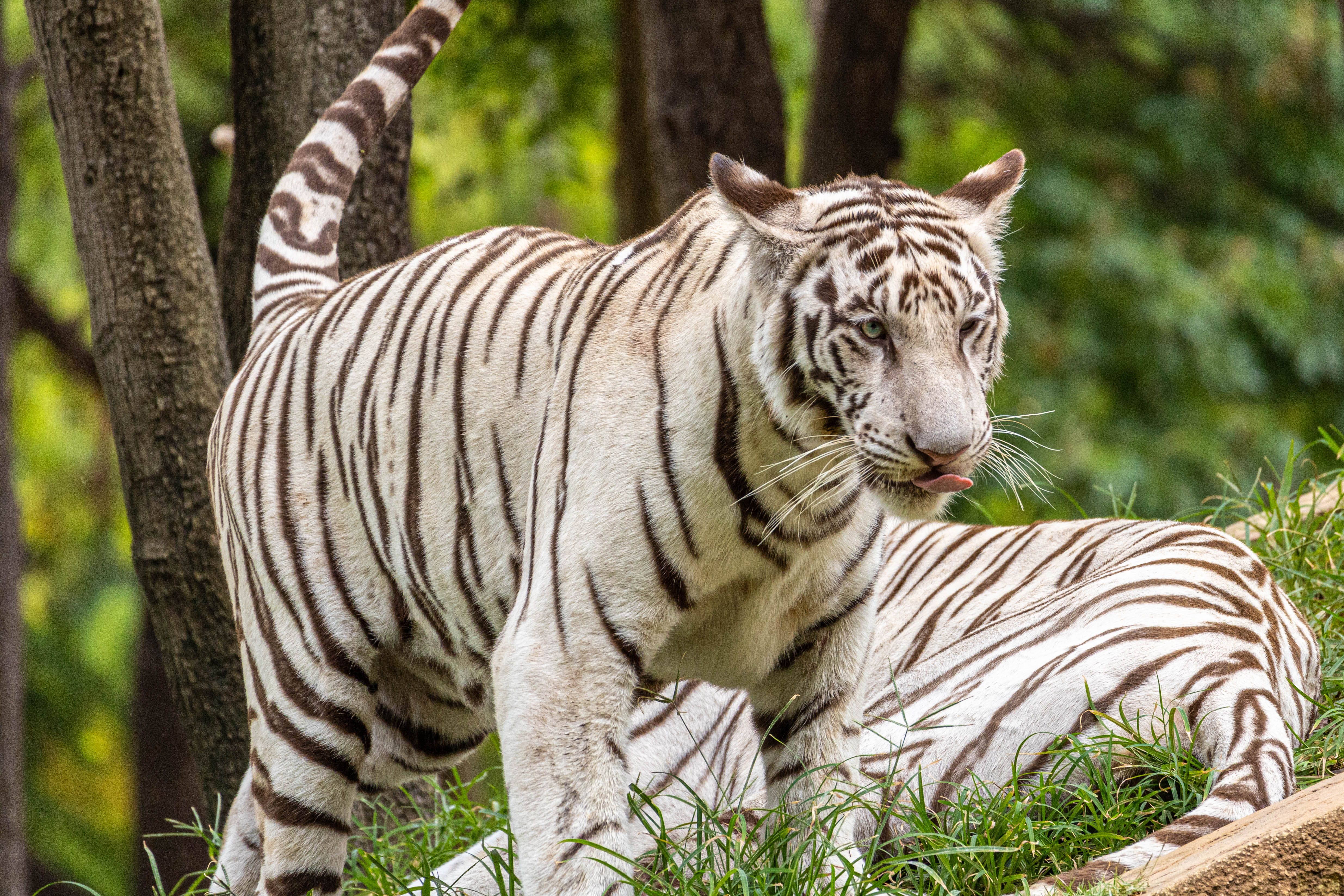 White Tiger in a Lush Forest Habitat · Free Stock Photo
