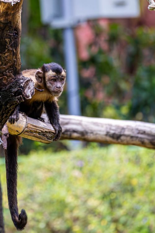 Free Curious Capuchin monkey on a tree branch in a lush green environment. Stock Photo