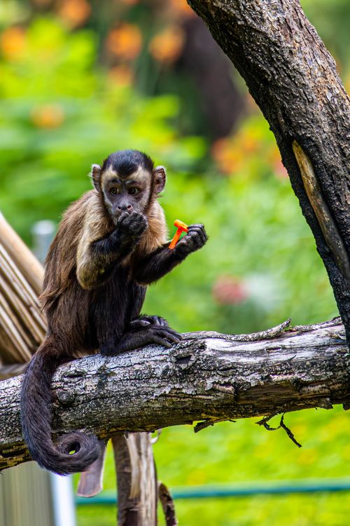 Free A Capuchin monkey sits on a tree branch eating a carrot in a lush green environment. Stock Photo