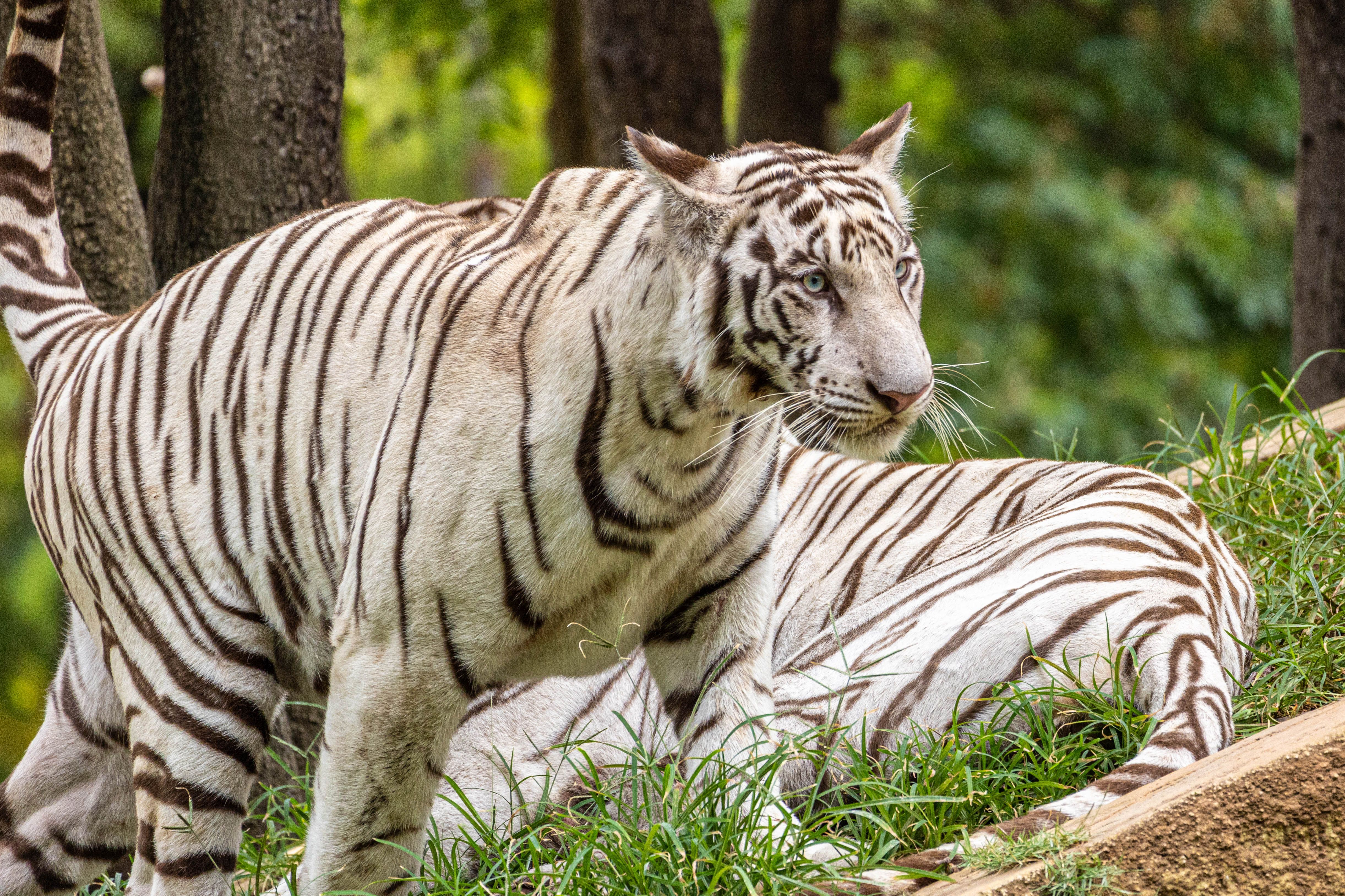Majestuosos Tigres Blancos De Bengala En Su Hábitat Natural · Foto de ...