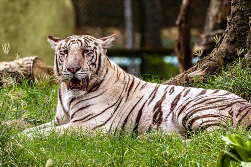 Free A stunning white tiger lounging peacefully in lush green surroundings. Perfect for wildlife themes. Stock Photo