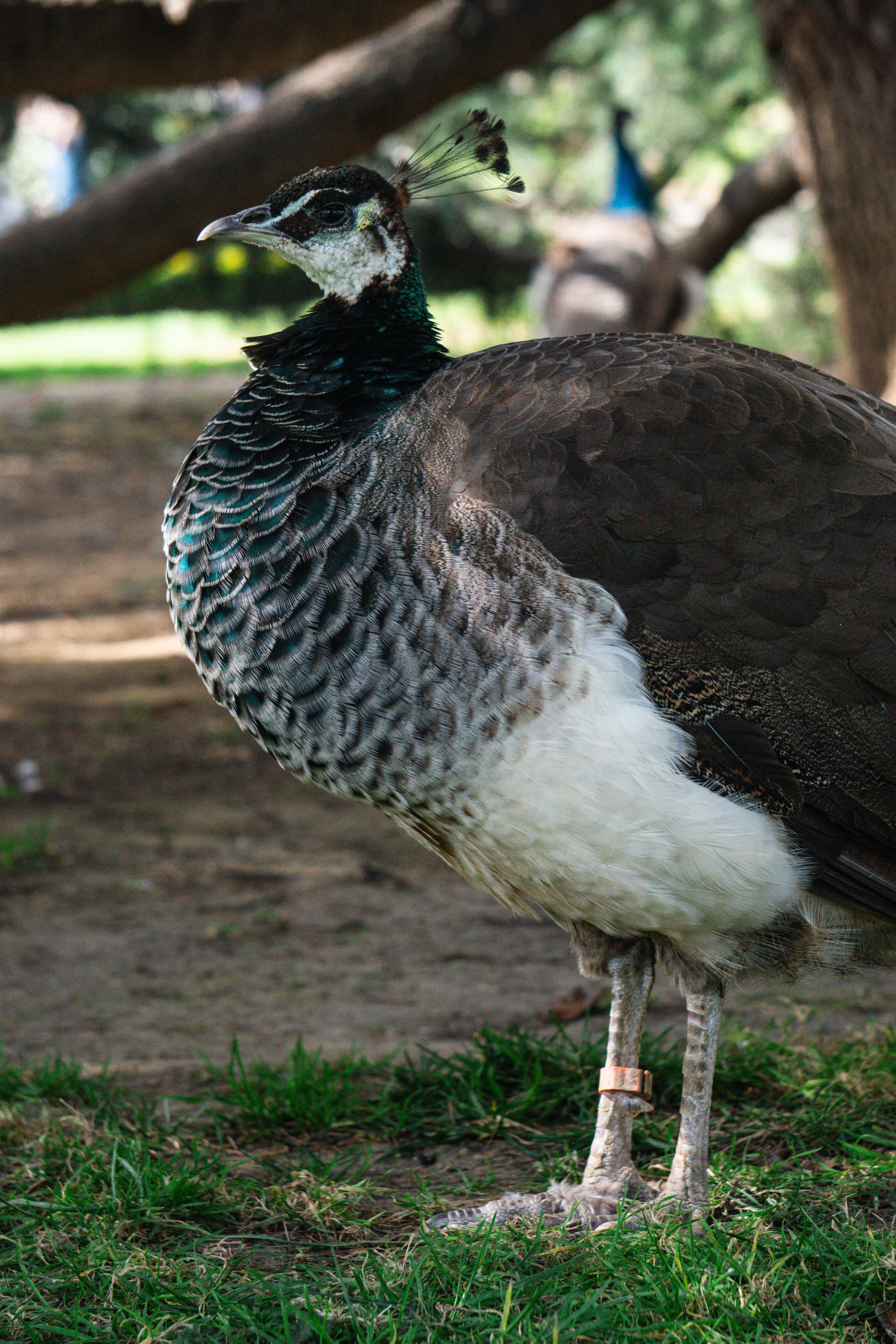 Close-Up of a Female Peacock in Natural Habitat · Free Stock Photo