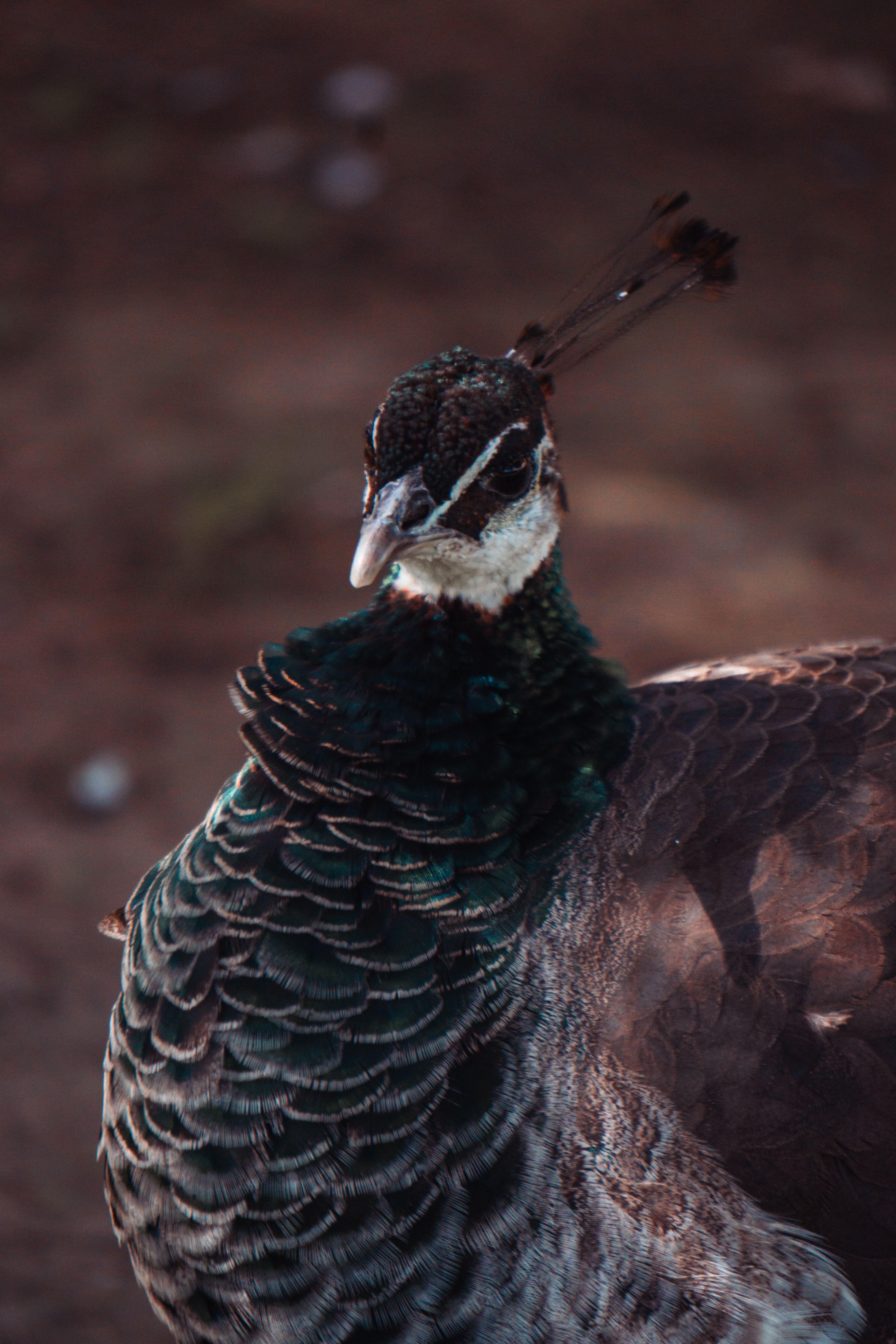 Close-up of a Vibrant Peacock in Natural Setting · Free Stock Photo