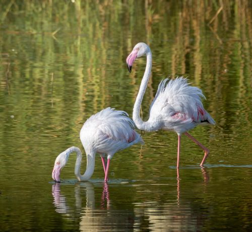 Free Two flamingos wading gracefully in a tranquil wetland setting during daylight. Stock Photo