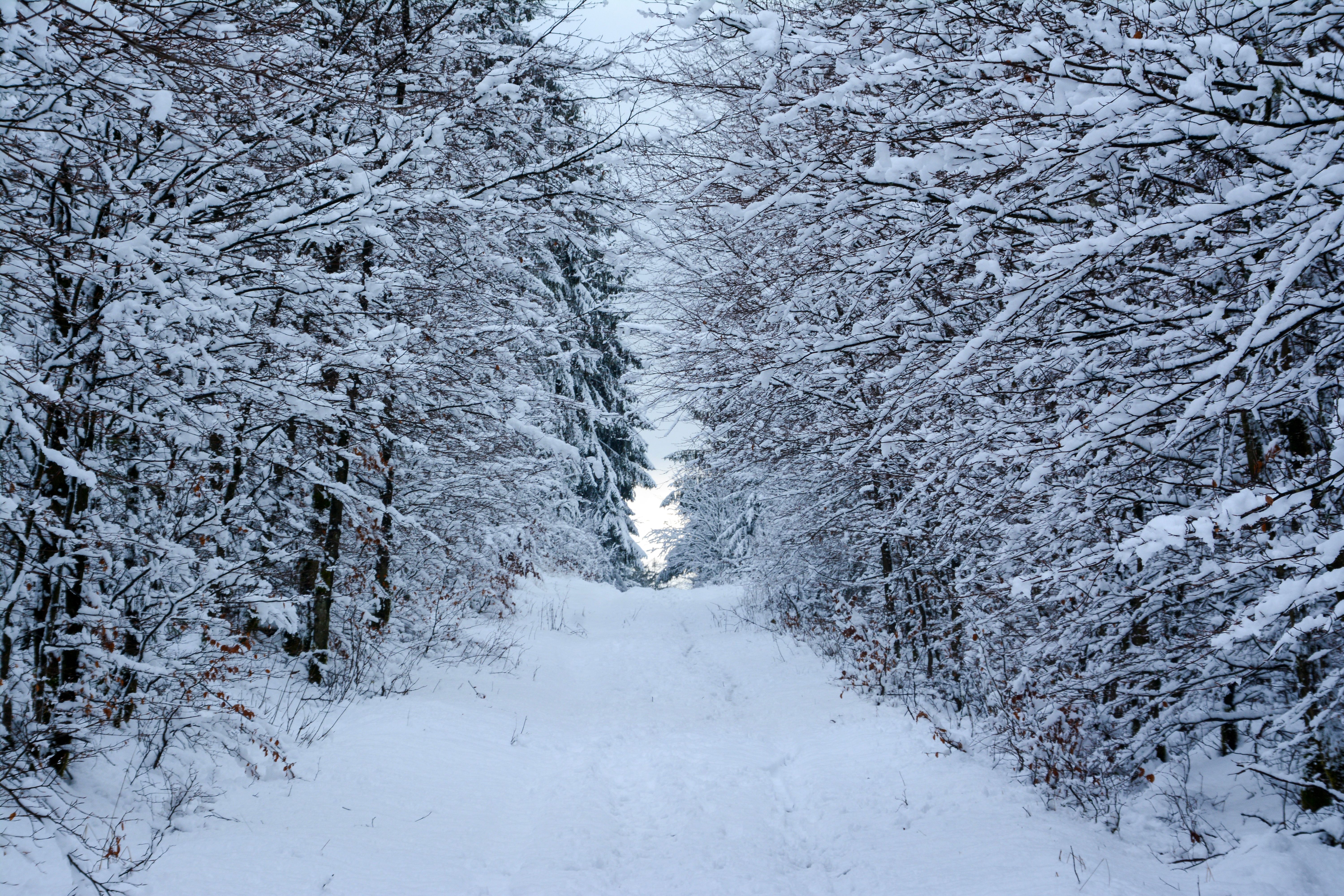 Snow-Covered Forest Path in Winter Wonderland · Free Stock Photo