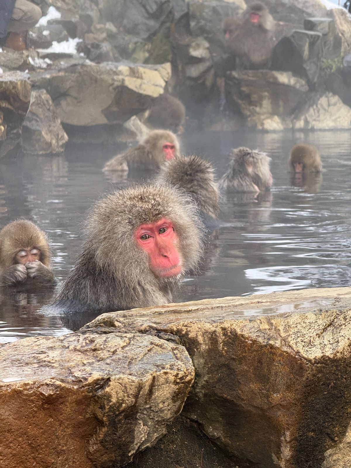 Japanese macaques soaking in a hot spring surrounded by rocks and mist