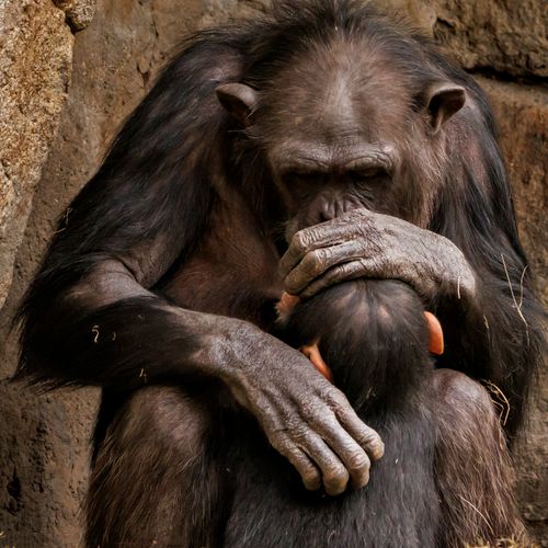 Free A chimpanzee parent embracing its young in a tender moment, showcasing strong emotional bonds. Stock Photo