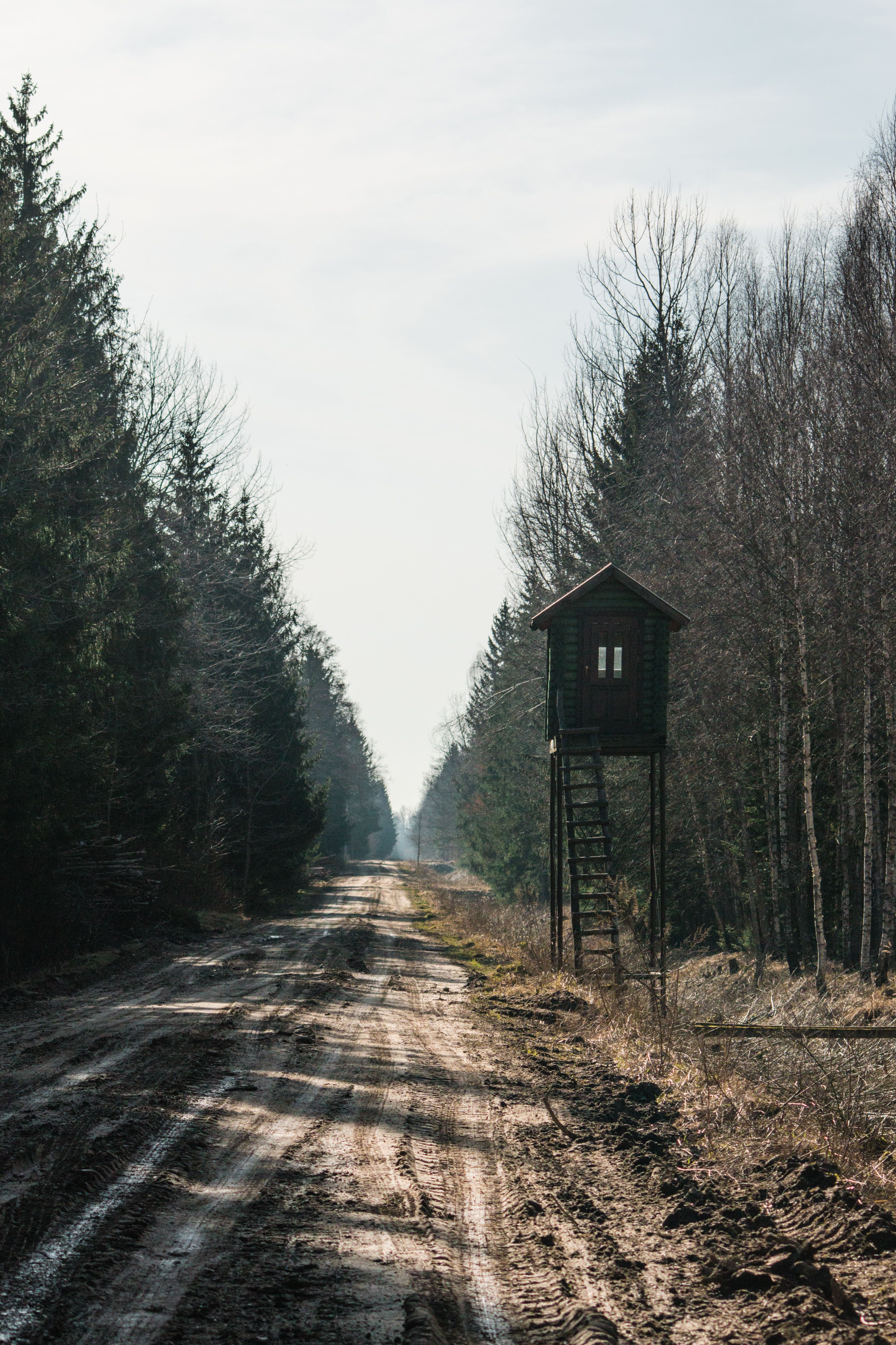 Woodland Path with Elevated Hunting Blind · Free Stock Photo