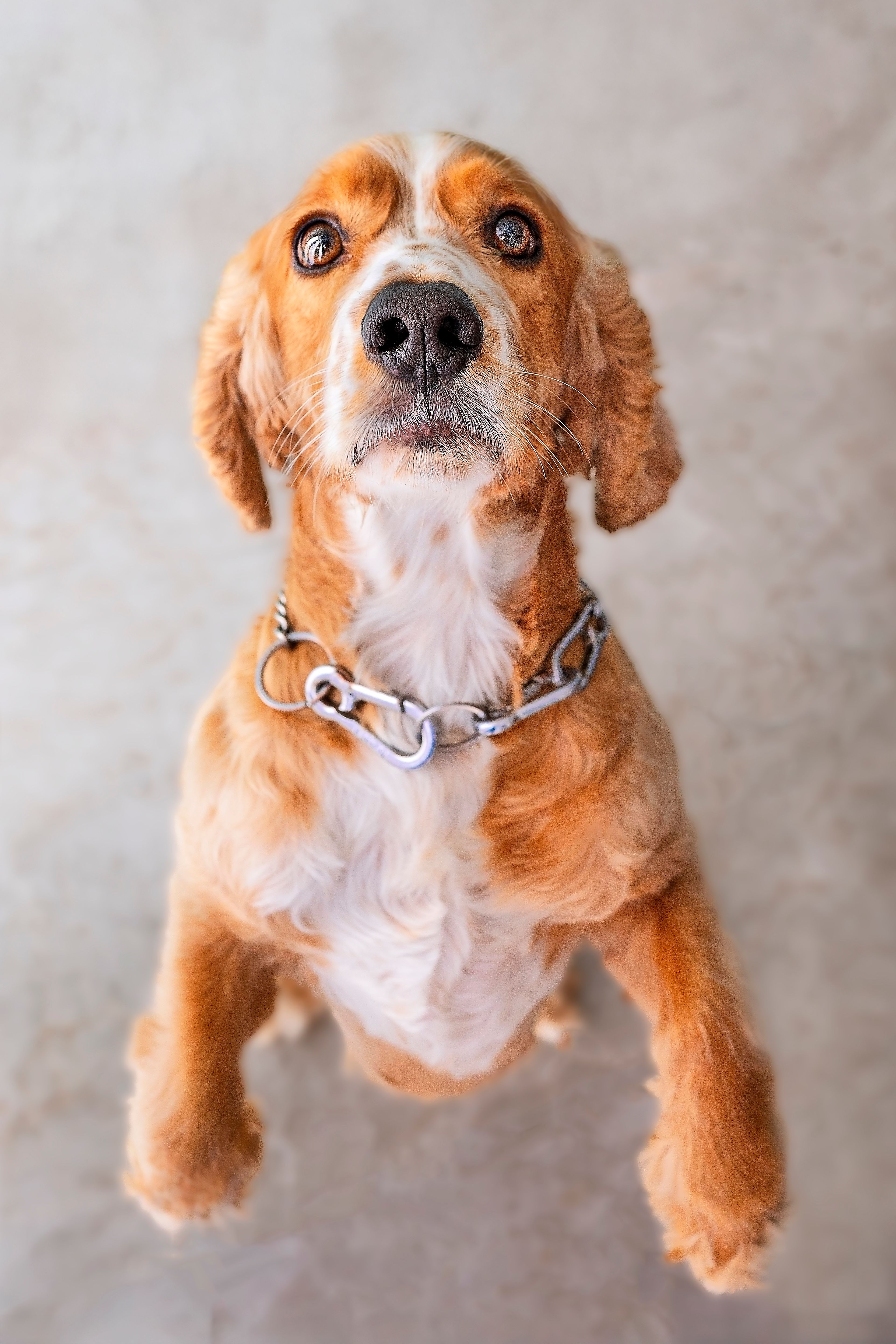 Cute Cocker Spaniel Dog Standing on Hind Legs · Free Stock Photo