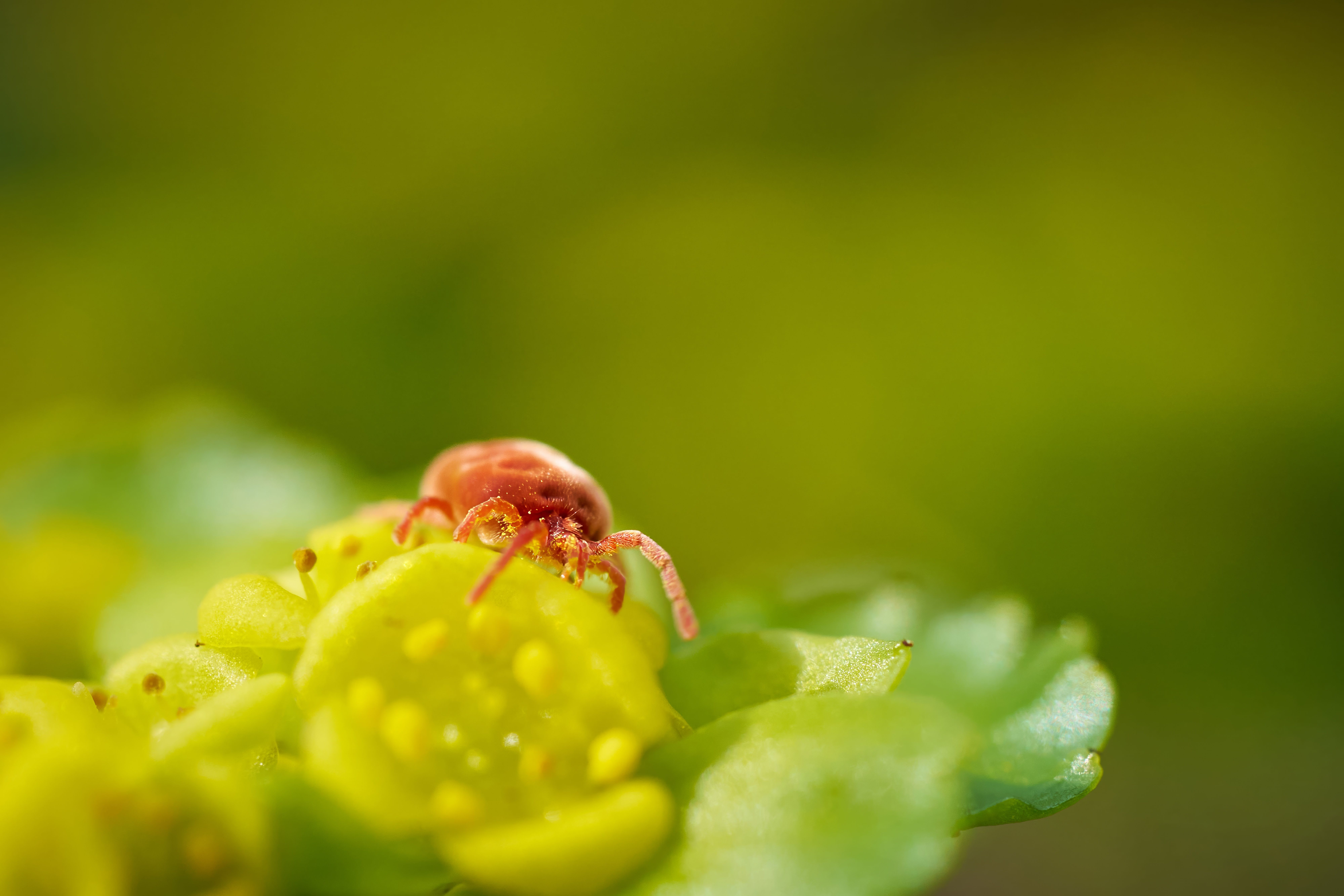 Close-up of a red velvet mite exploring the vibrant green leaves of a plant, showcasing nature's details.