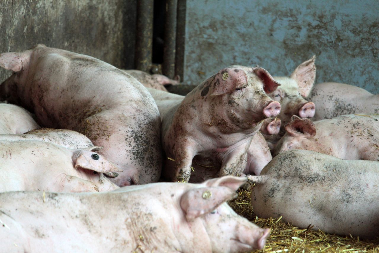 domestic pigs resting in a barn in bayern germany showcasing farm life