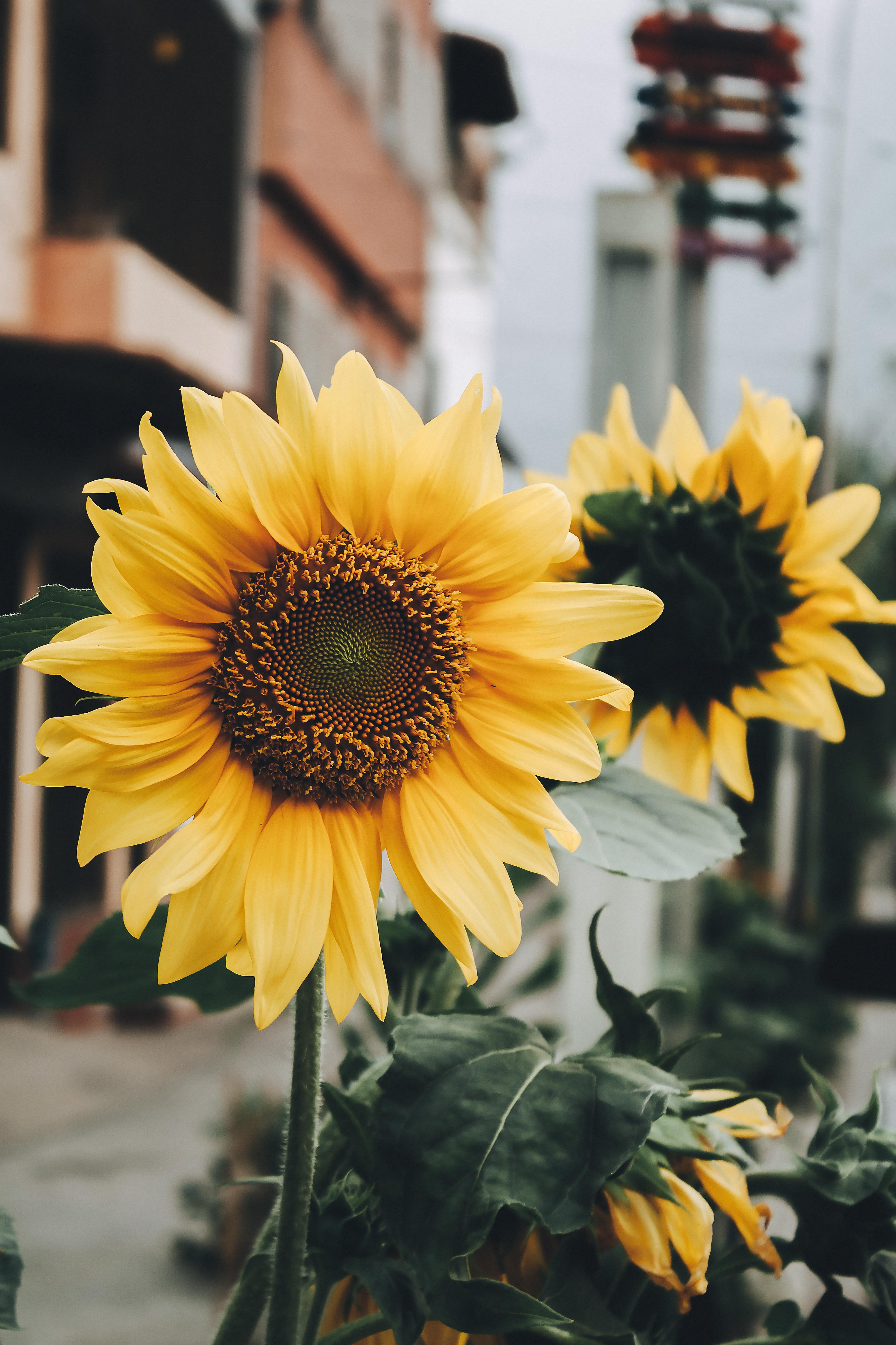 Bright sunflowers blooming outside a building, contrasting nature with urban architecture.