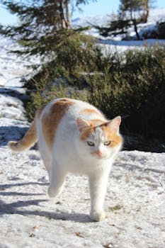 A ginger and white cat walking on a snowy path with winter trees in the background.