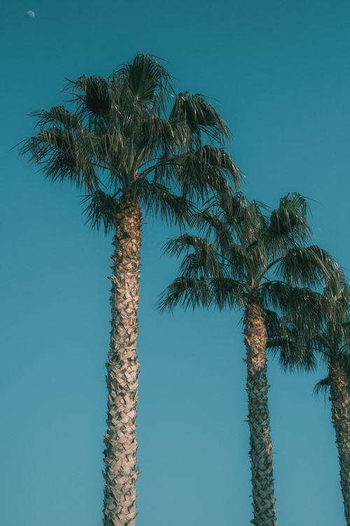 Free Three tall palm trees under clear blue sky in Bursa, Türkiye. Stock Photo