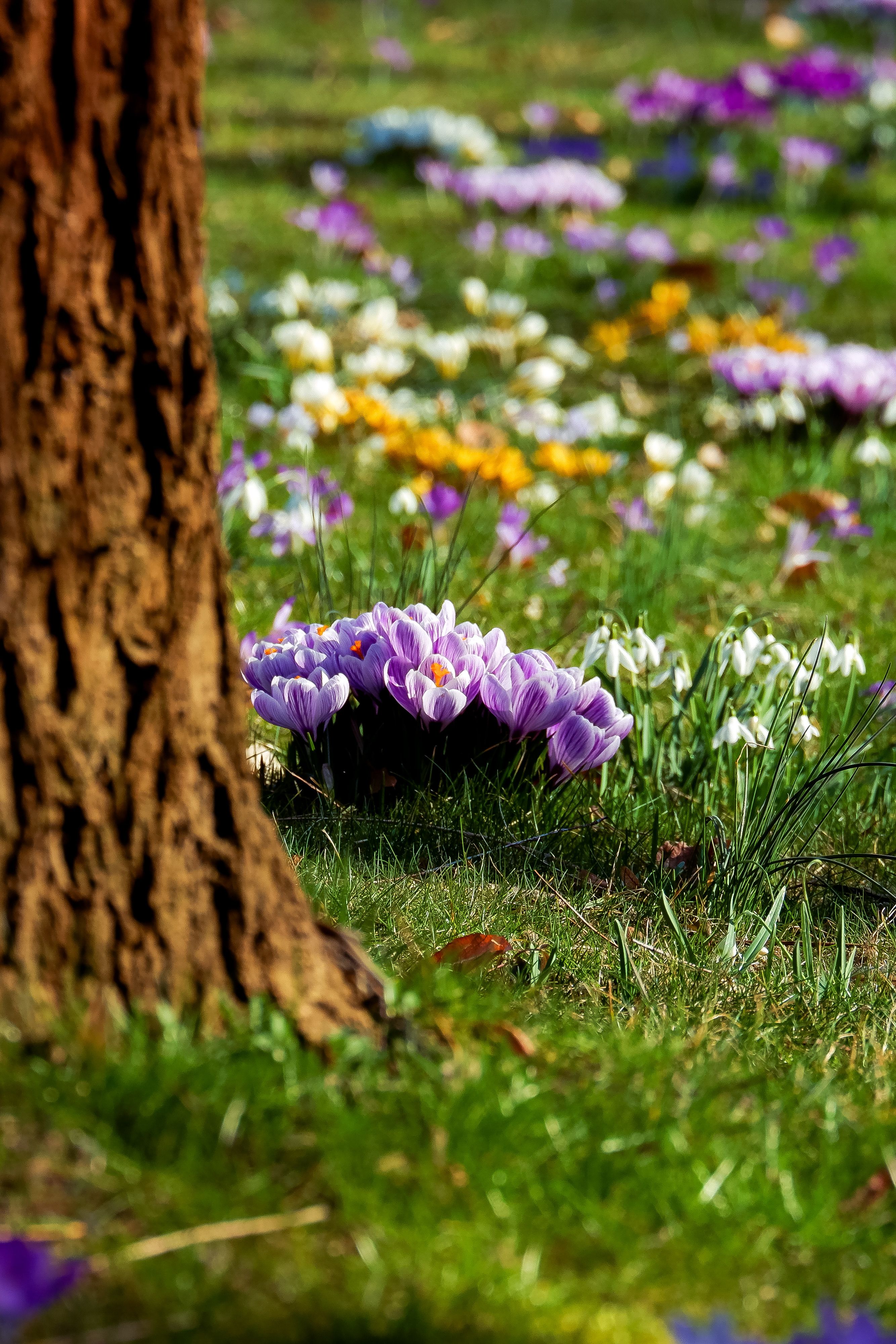 Vibrant Spring Blossoms with Tree Trunk Foreground · Free Stock Photo