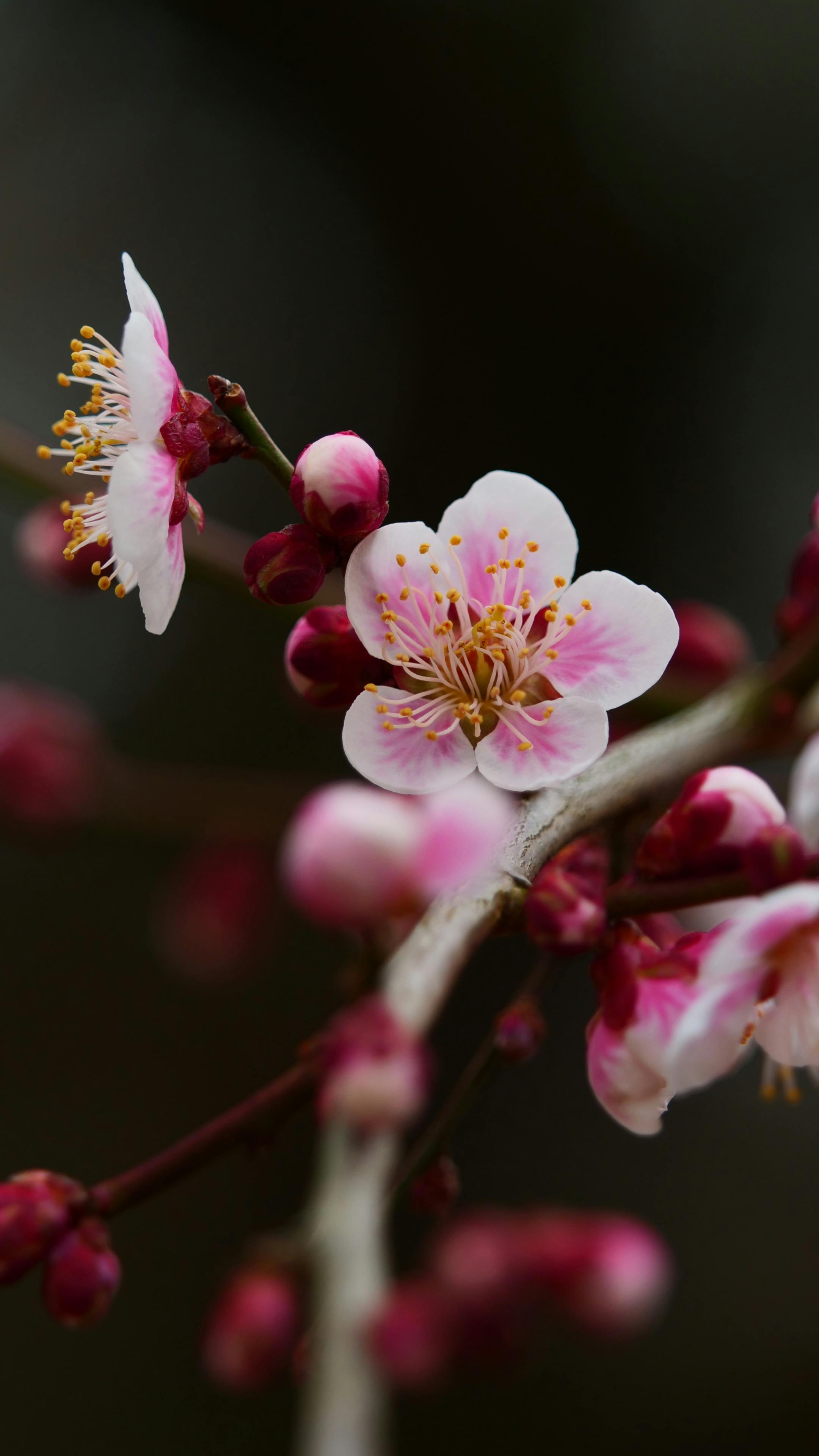 Delicate pink cherry blossoms in full bloom on a branch.
