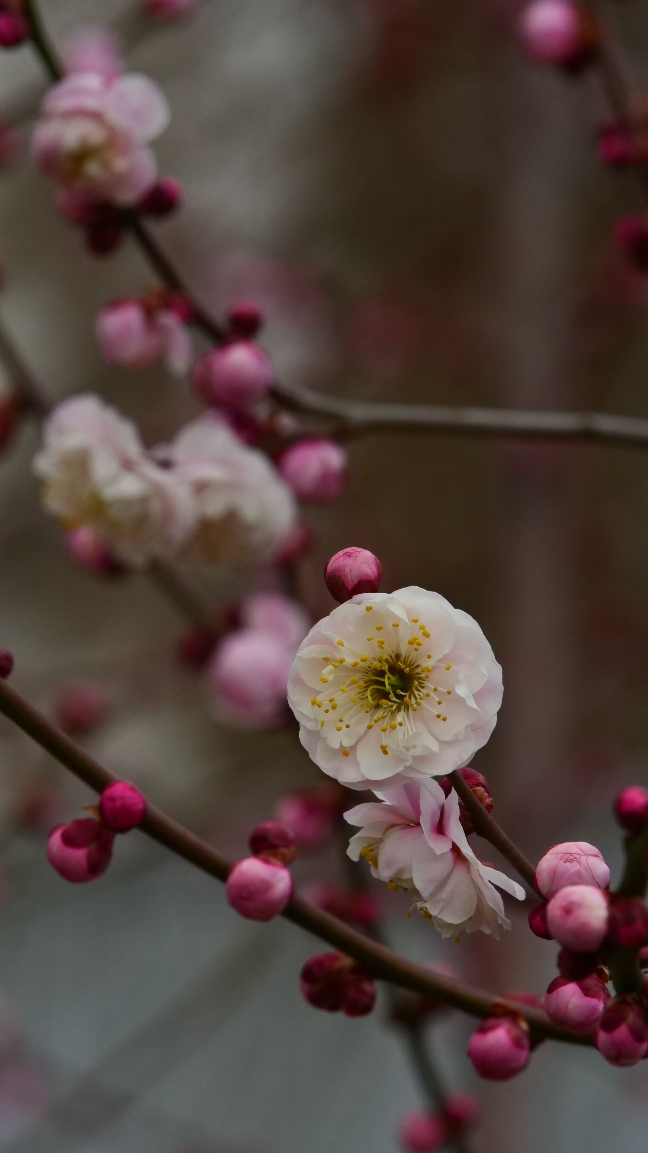 Close-up of pink and white blossoms on slender branches, symbolizing spring's arrival.