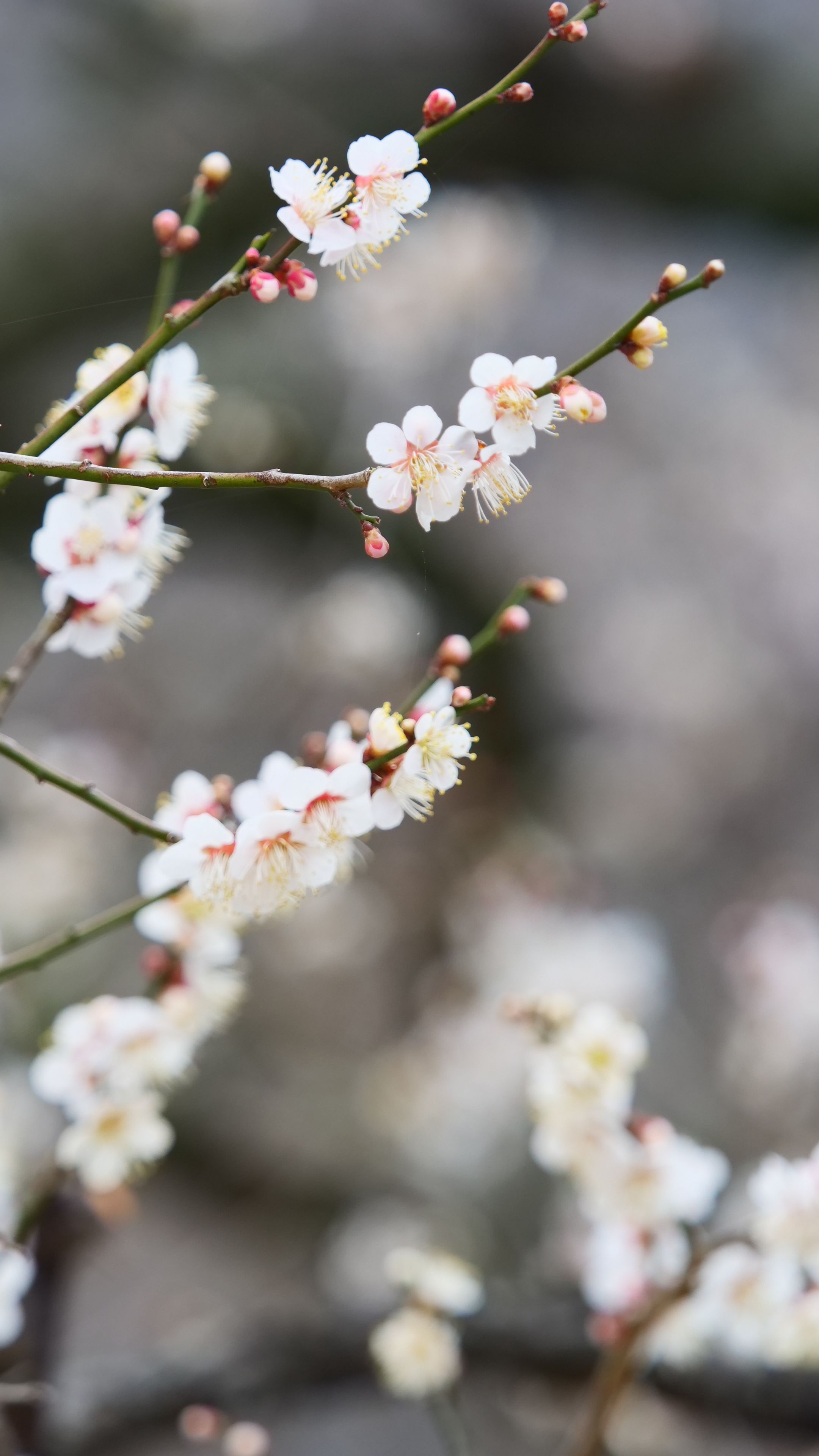 Close-up of delicate plum blossoms in spring with blurred background.