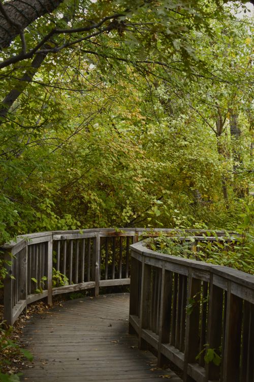 Free A tranquil wooden walkway surrounded by dense green foliage in a peaceful forest setting. Stock Photo