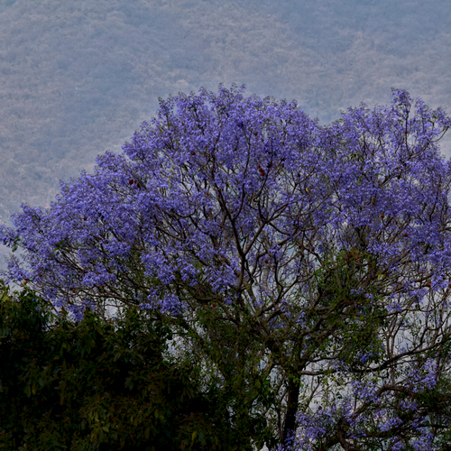 Free             Jacaranda                         Stock Photo