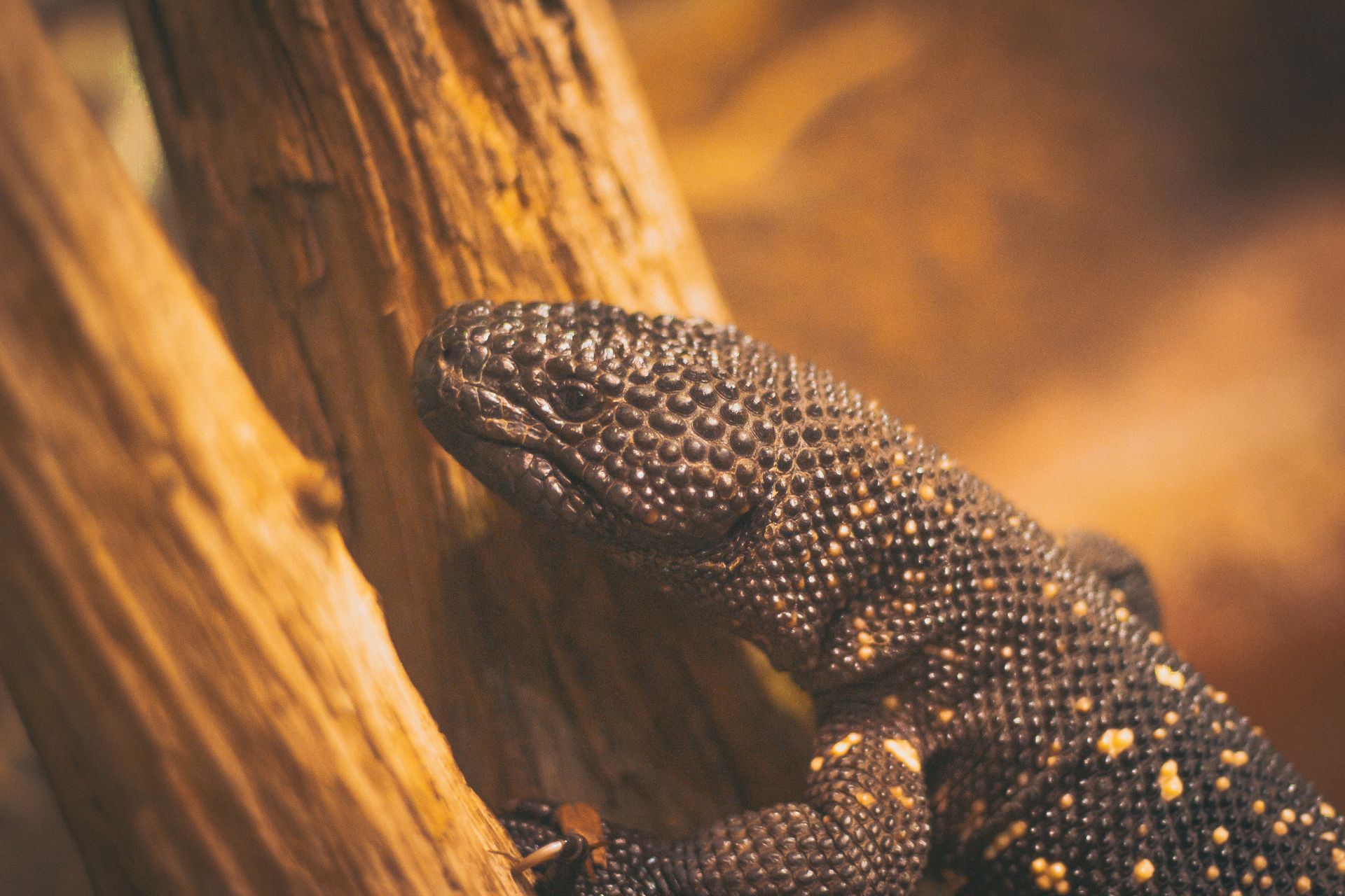 Detailed image of a Gila Monster (Heloderma suspectum) resting on wood.