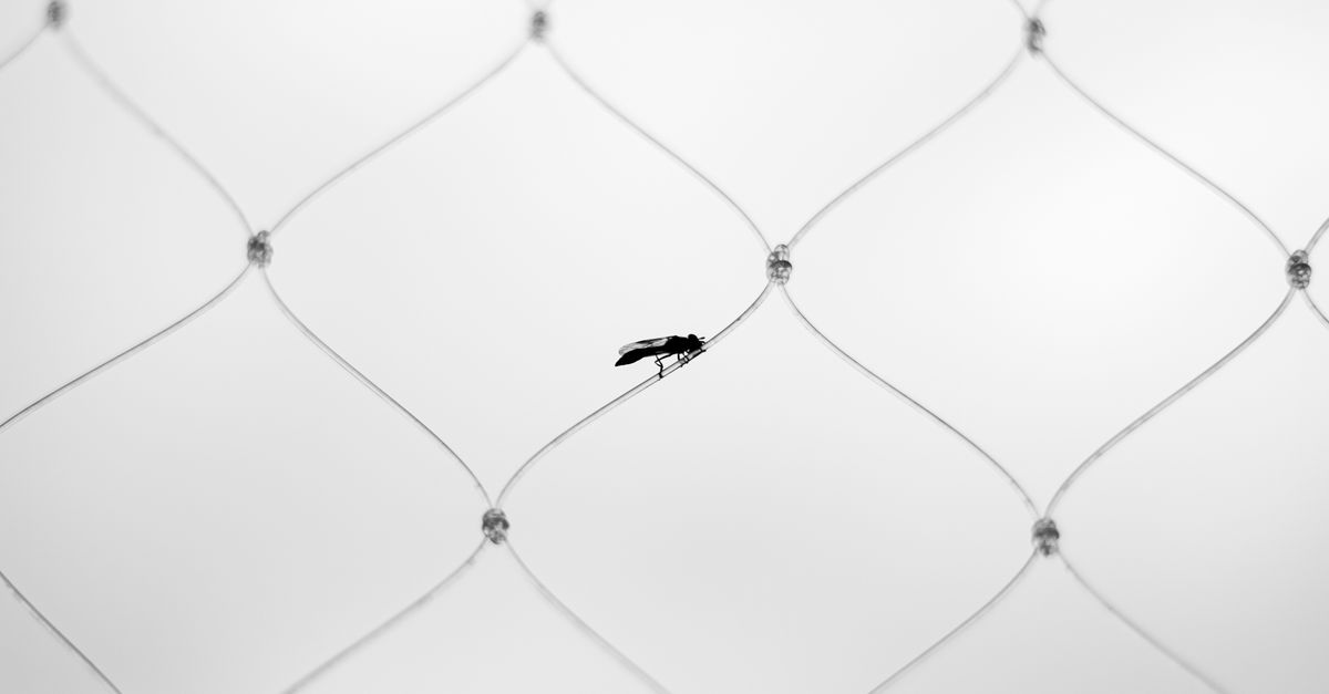 Wire Incect Black and White Insect on Wire Mesh · Free Stock Photo
