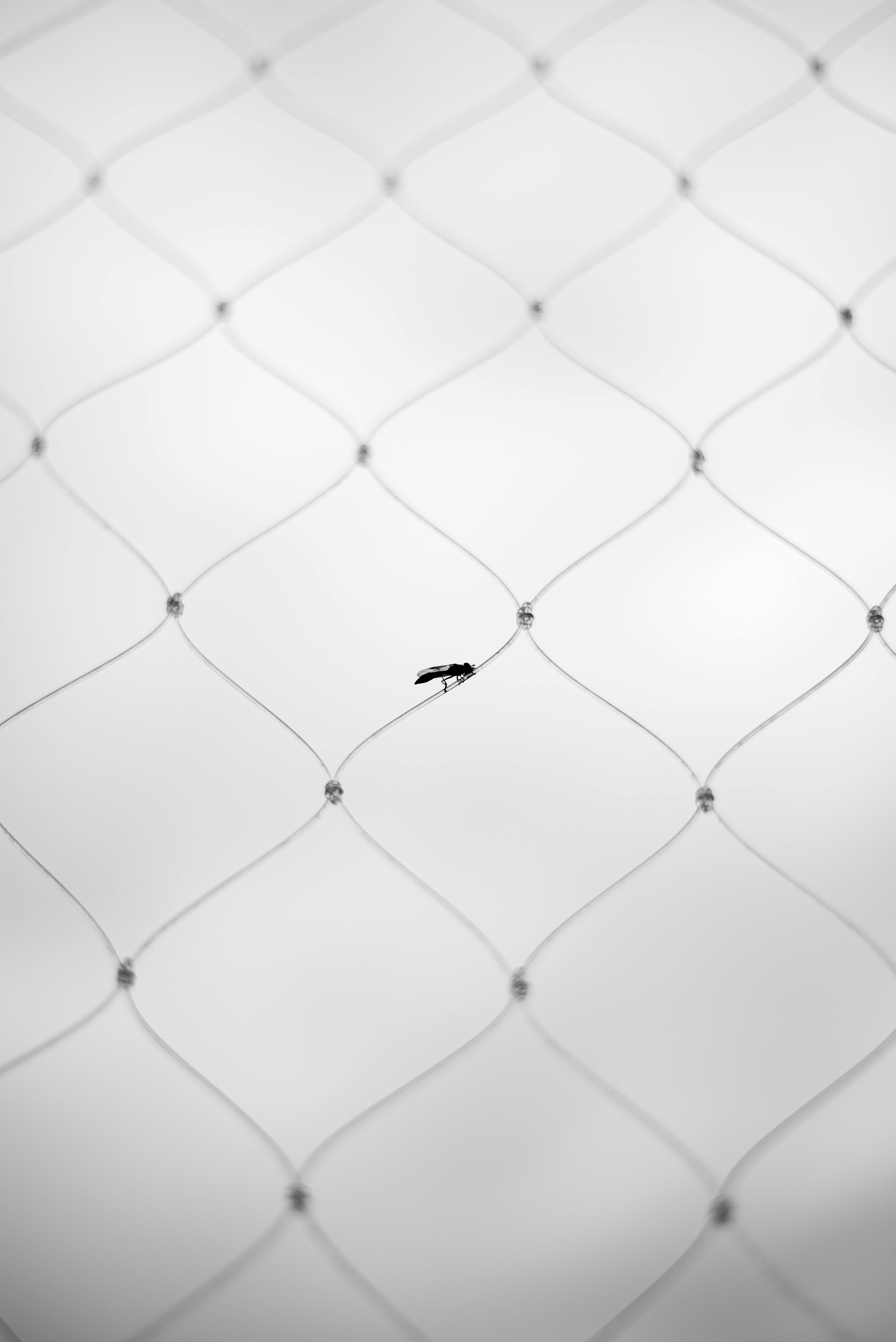 De franc Imatge artística d'un insecte sobre una malla de filferro amb una estètica en blanc i negre. Foto d'estoc