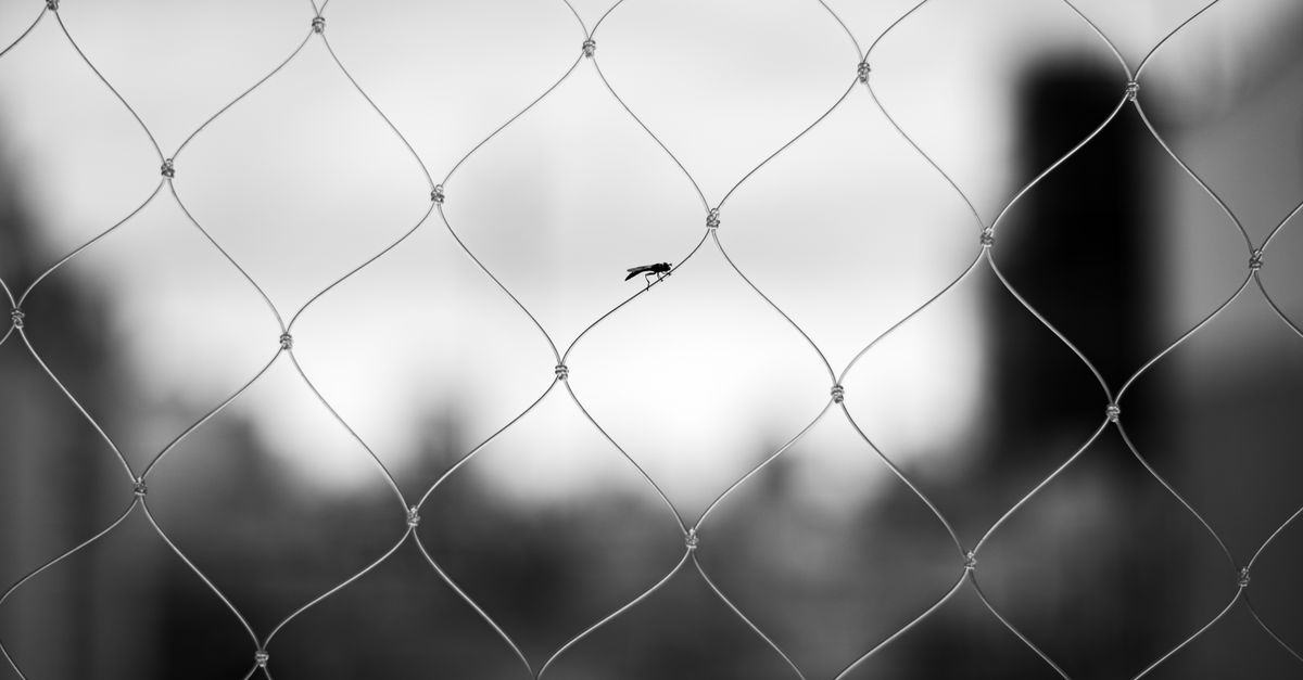 New Mosquito Strain Spurs Dengue Alert in Bengal