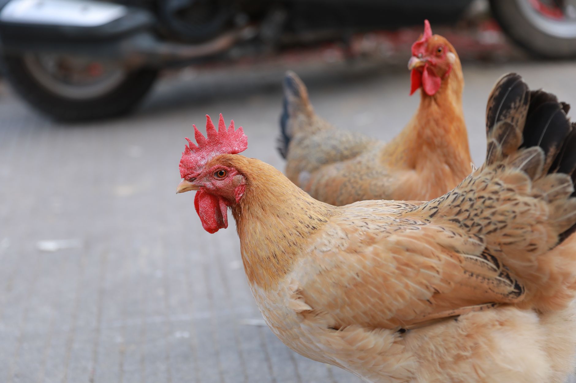 close-up of two Thai rooster handlers comparing feather condition, leg structure, and body weight