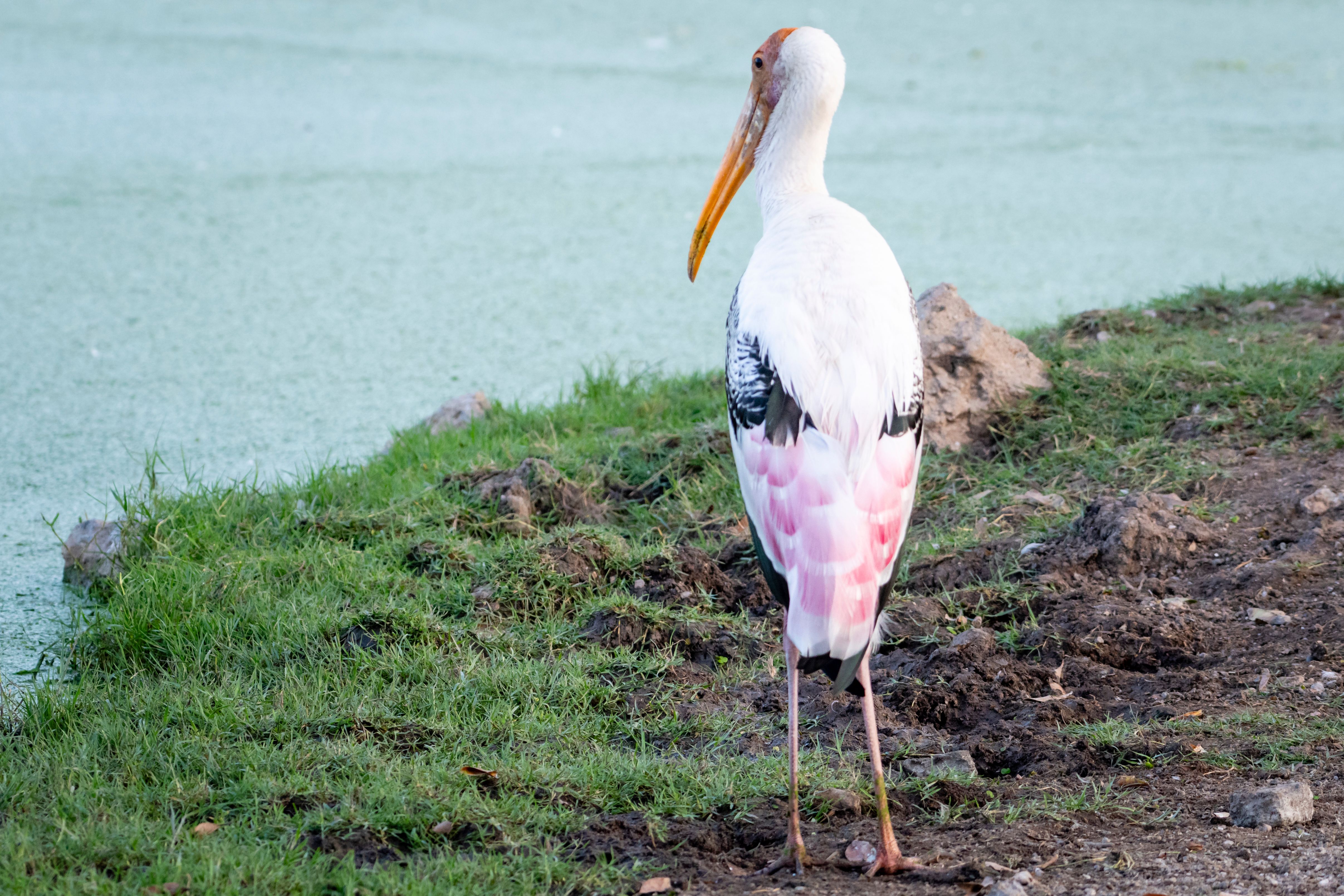 Back View of Painted Stork by the Lake · Free Stock Photo
