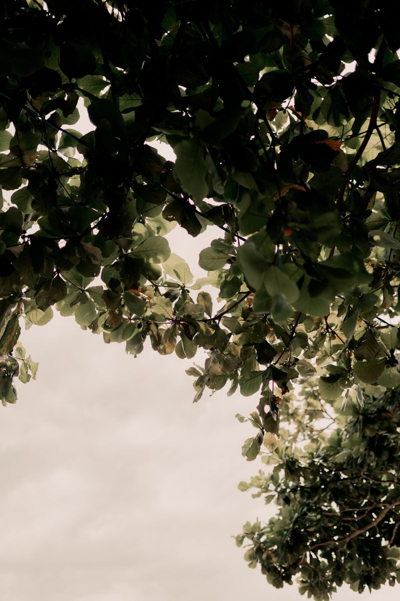 Tranquil view of a leafy tree canopy with natural light filtering through, perfect for nature themes.