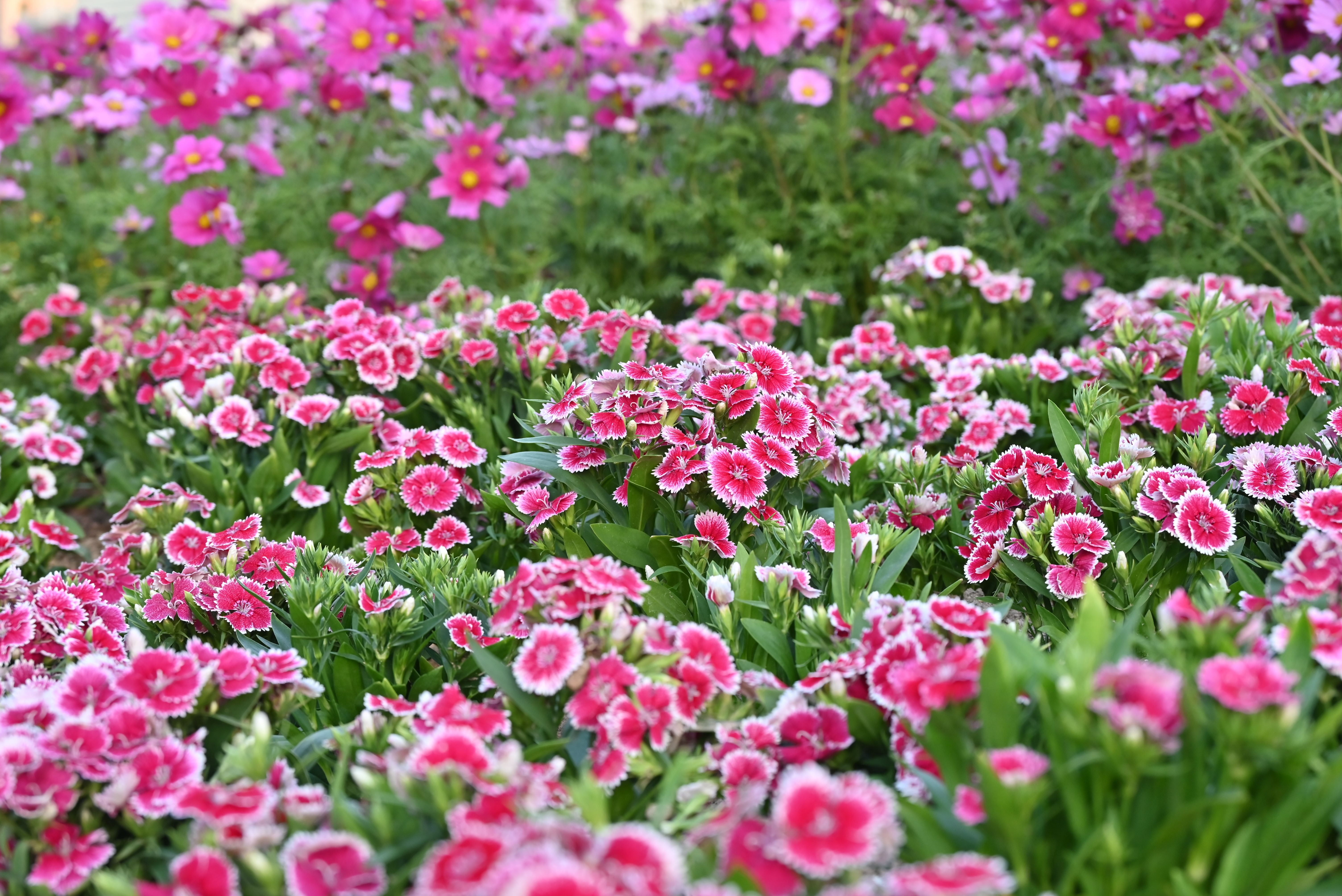 Une superbe exposition de fleurs de Dianthus et de Cosmos roses en pleine floraison, créant une scène de jardin colorée.