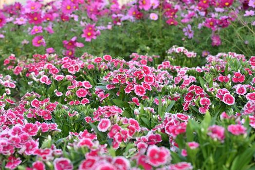 A stunning display of pink Dianthus and Cosmos flowers in full bloom, creating a colorful garden scene.