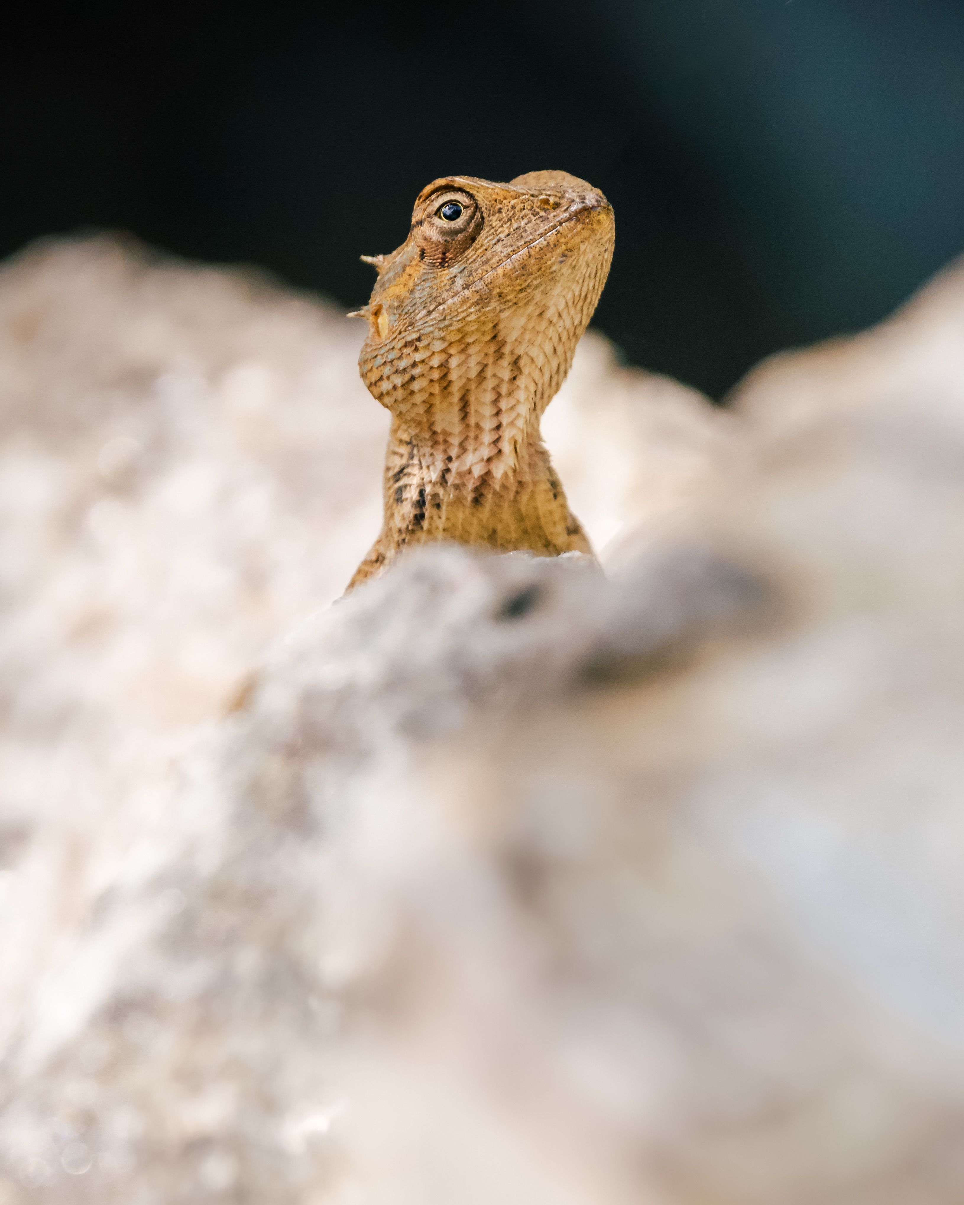 Close-Up of a Lizard on Rock in Natural Habitat · Free Stock Photo