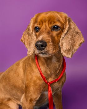 Adorable cocker spaniel with a red tie poses against a vibrant purple background, showcasing its charm.