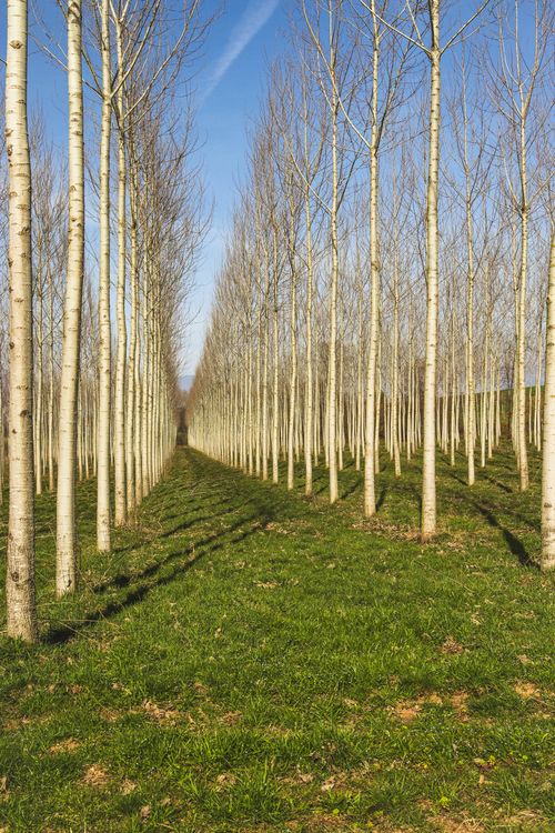 Tree Planation Rows Symmetrical Birch Tree Plantation Perspective · Free Stock Photo